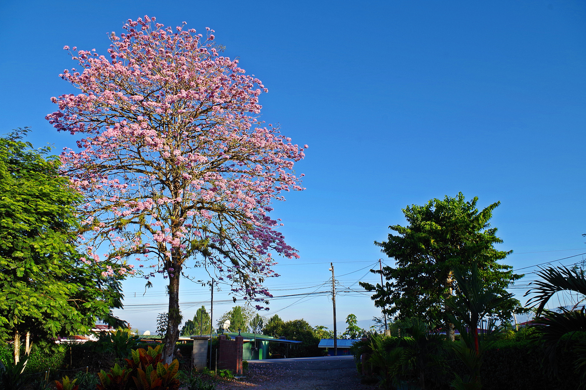 Pentax K-S2 sample photo. El roble al amanecer photography