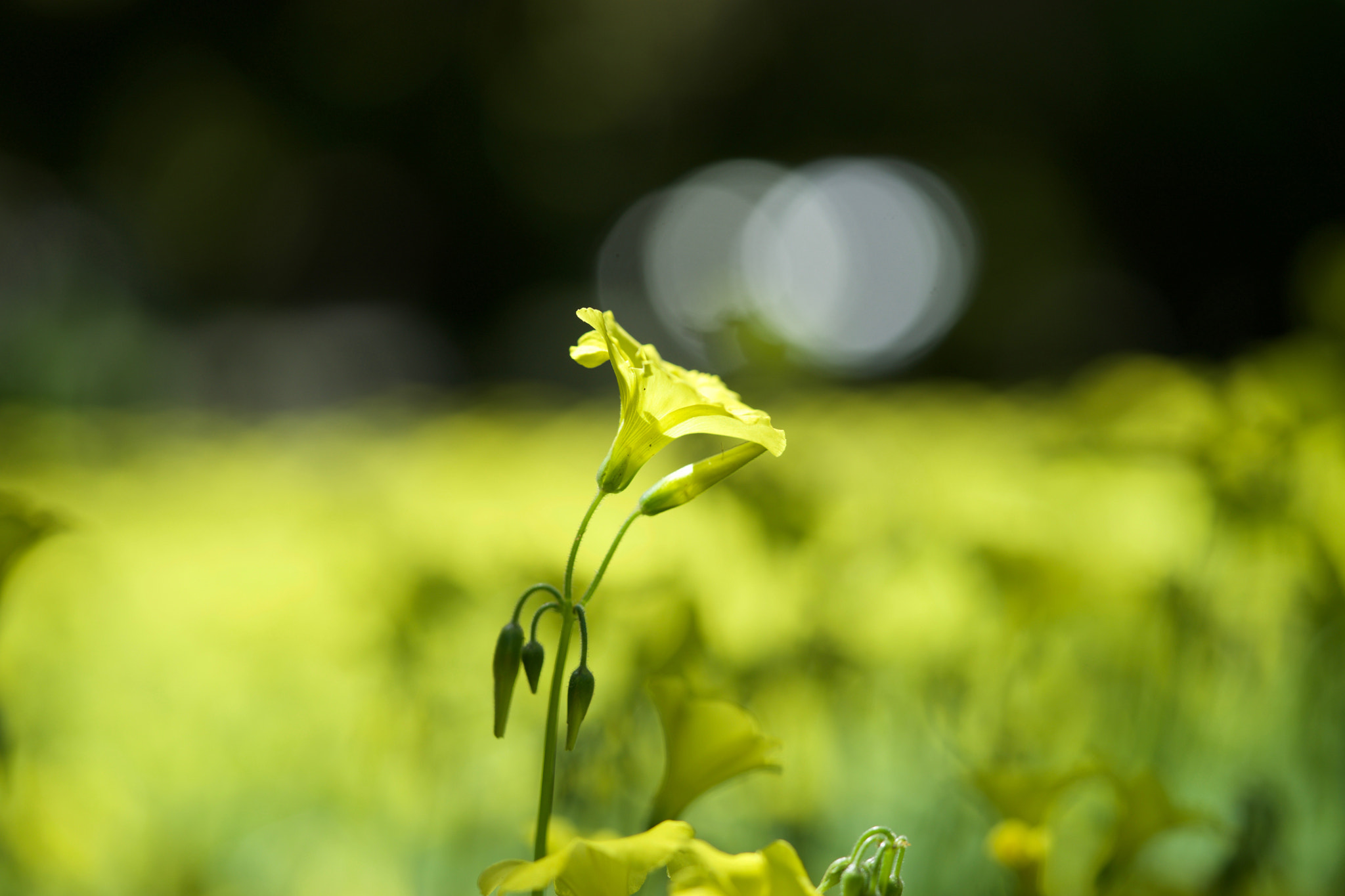 Sony FE 90mm F2.8 Macro G OSS sample photo. Yellow photography