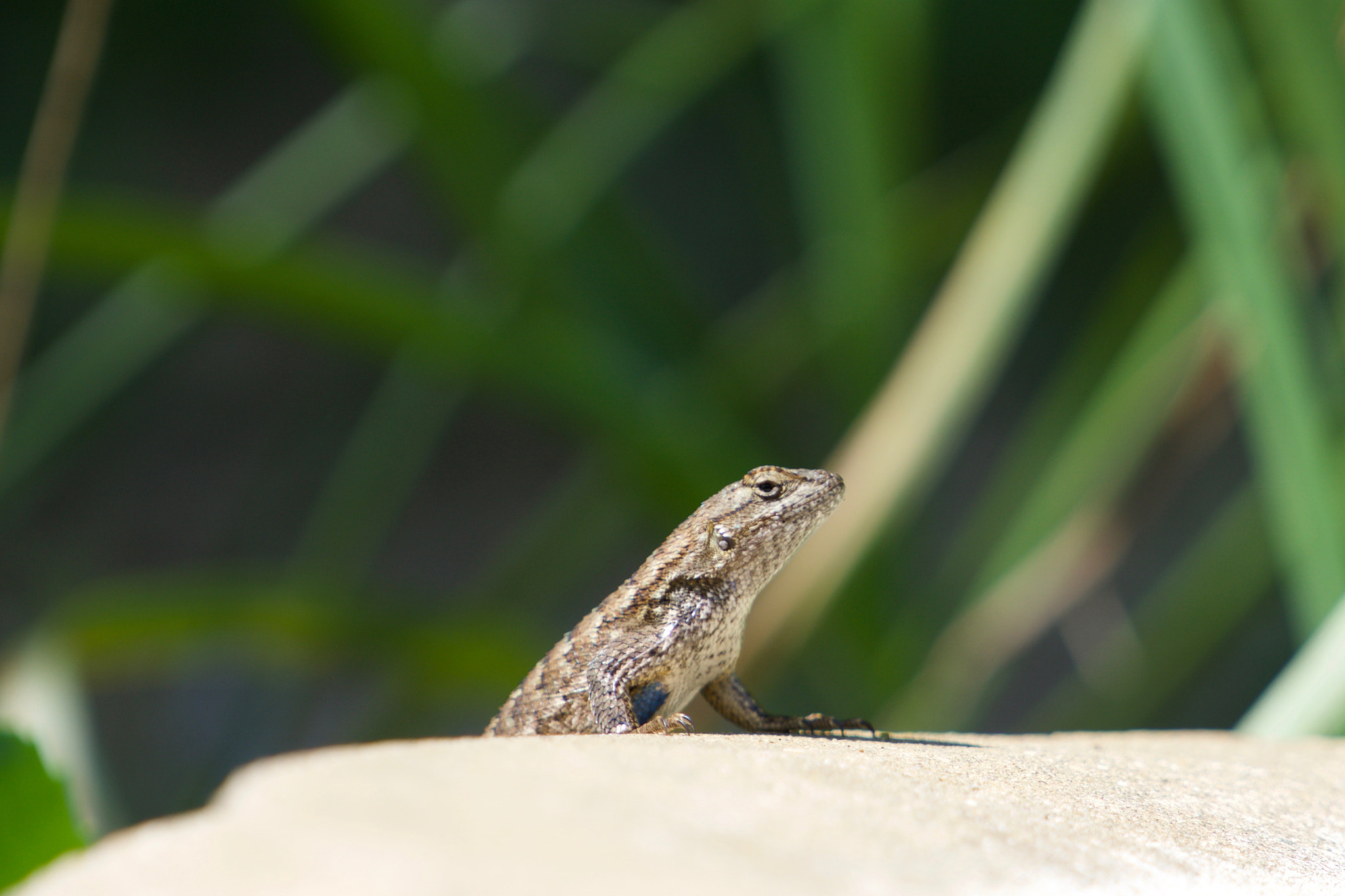 Sony a6000 + Sony FE 70-200mm F4 G OSS sample photo. Godzilla photography