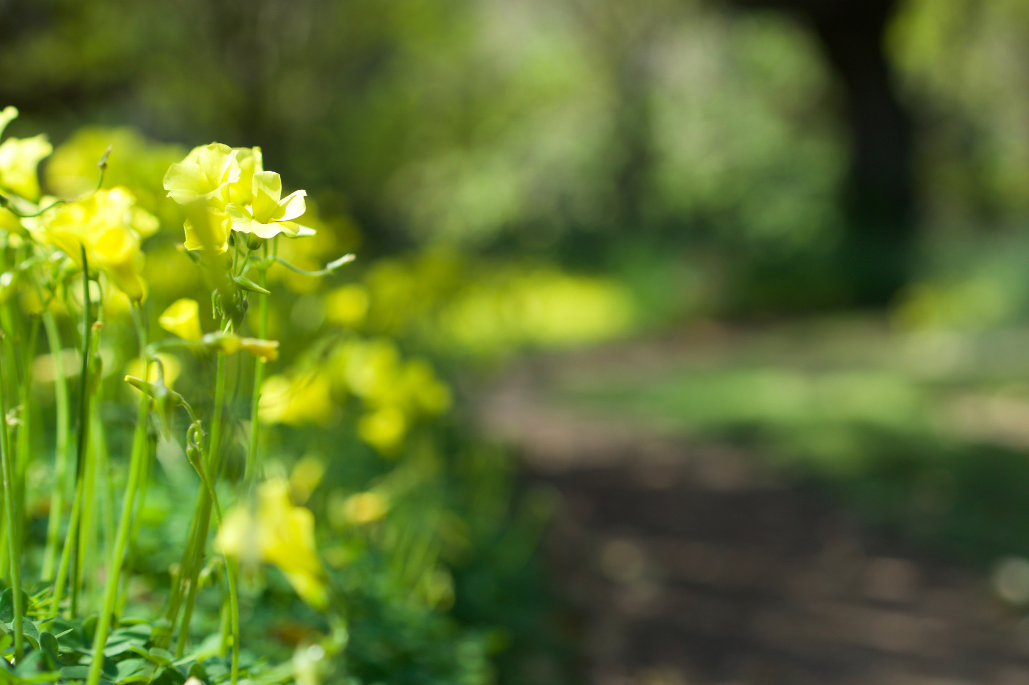 Sony a6000 + Sony FE 70-200mm F4 G OSS sample photo. Bokeh avenue photography