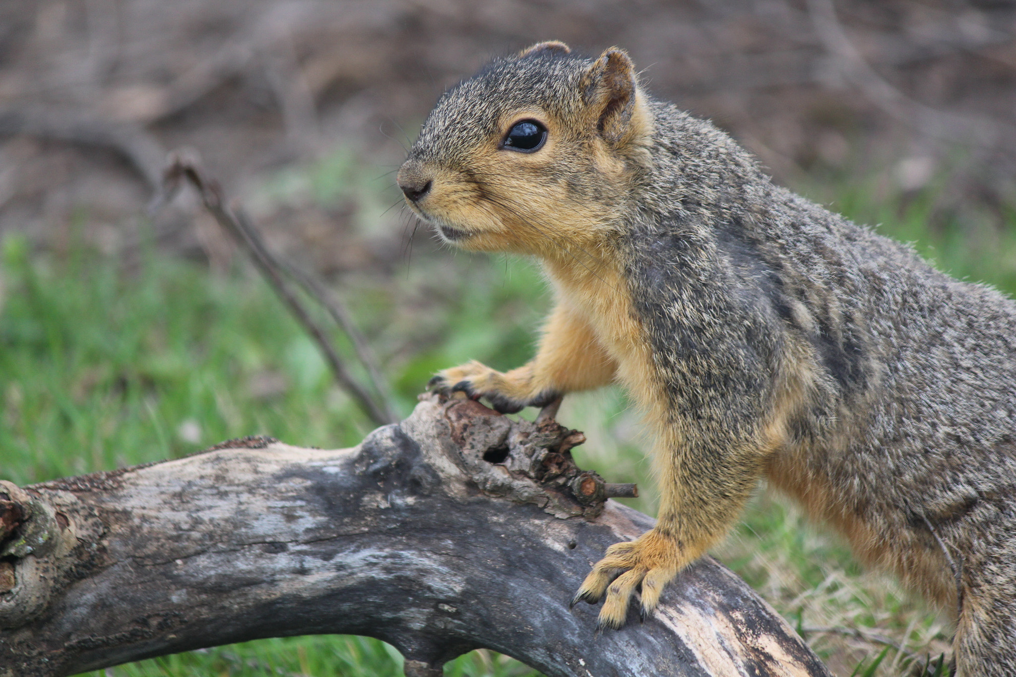 Canon EF-S 55-250mm F4-5.6 IS II sample photo. Squirrel doing squirrel things photography