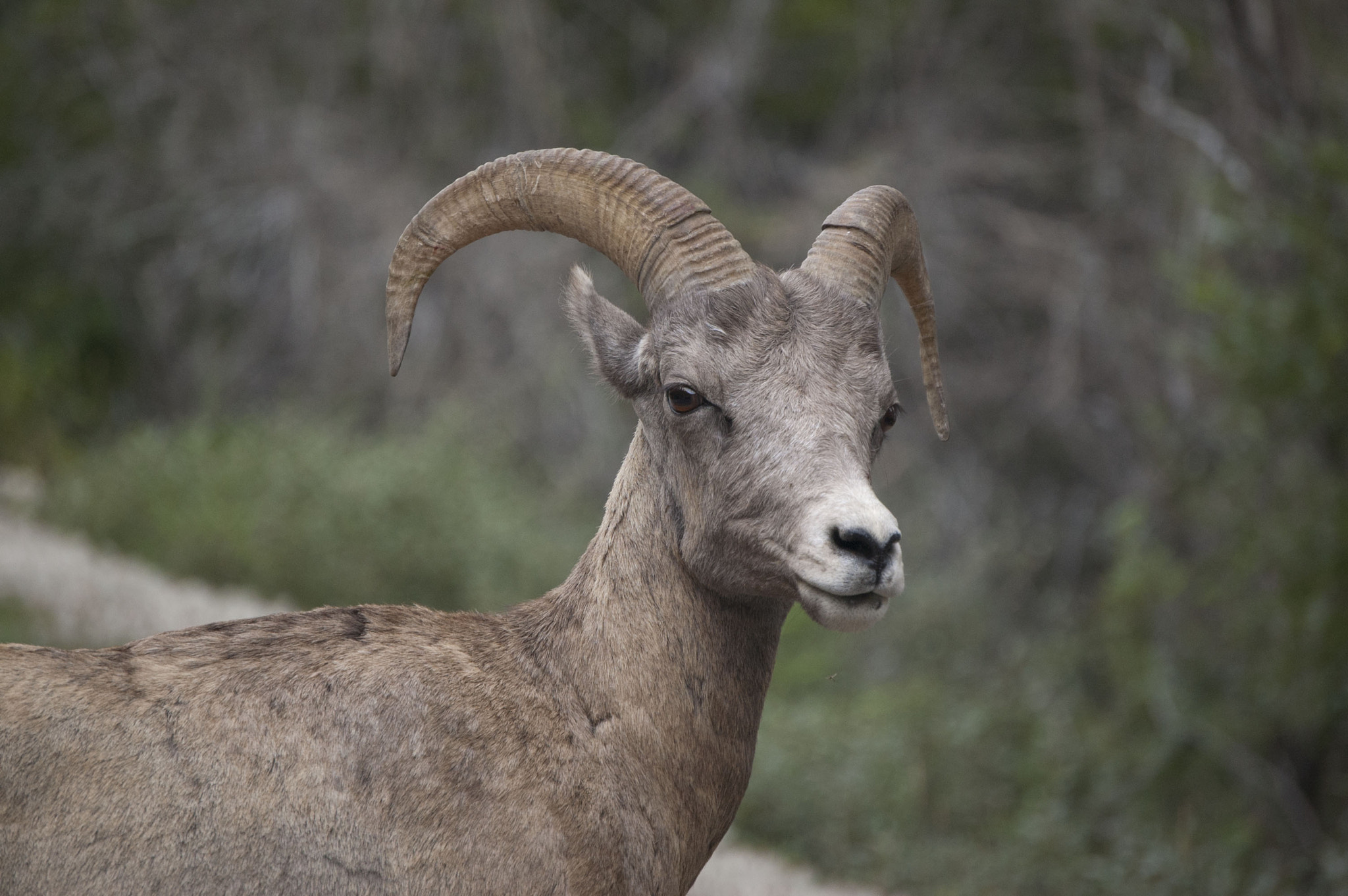 Nikon D40 sample photo. Bighorn photography