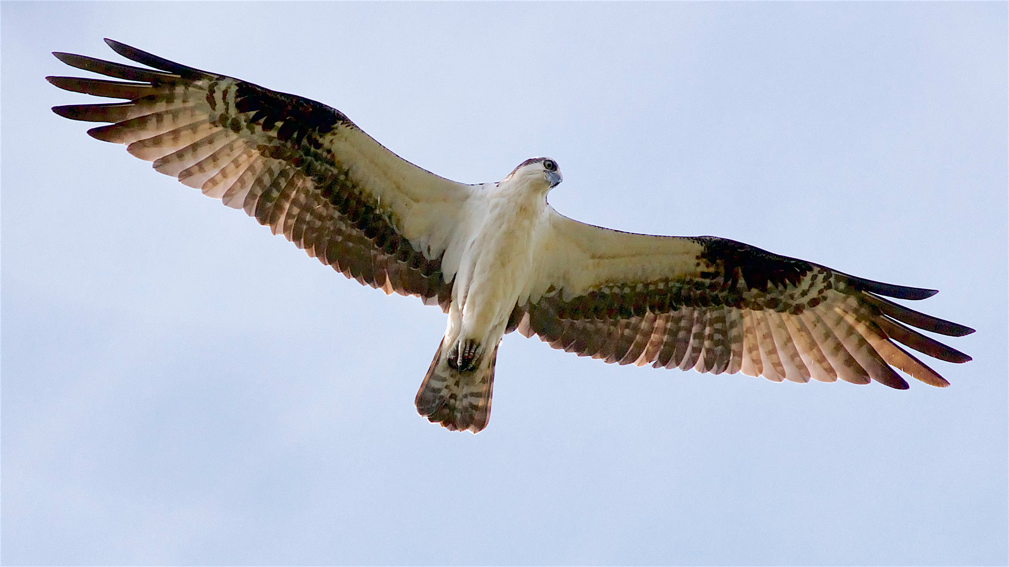 Canon EOS 7D + Canon EF 70-300mm F4-5.6L IS USM sample photo. Osprey photography