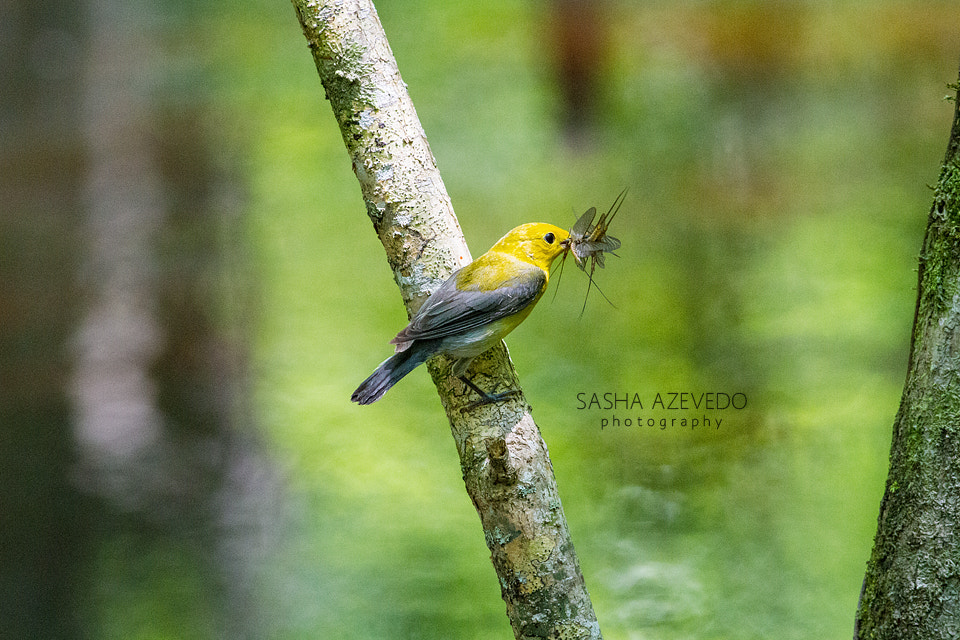 Canon EOS 7D + Canon EF 400mm F5.6L USM sample photo. Prothonotary warbler photography