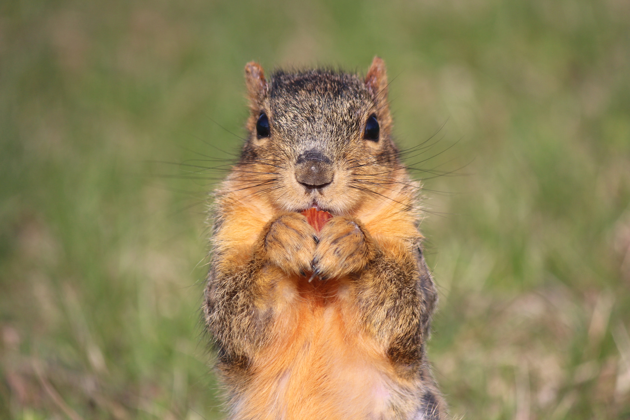 Canon EF-S 55-250mm F4-5.6 IS II sample photo. Wild thing photography