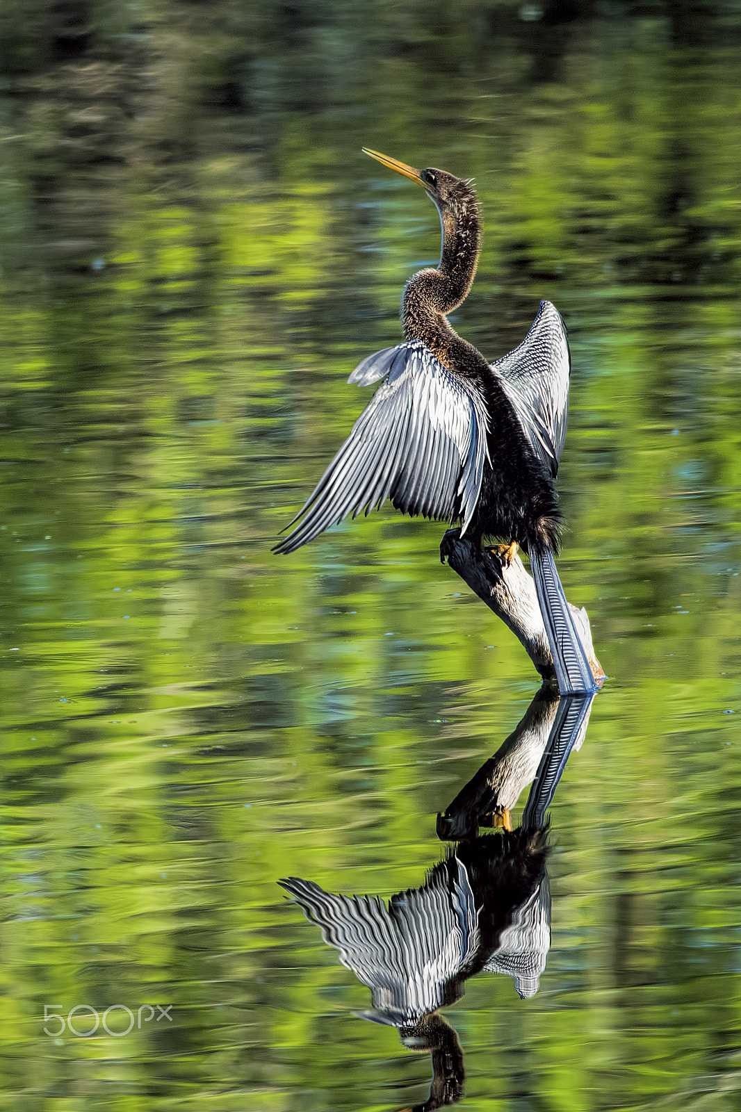 Nikon D810 sample photo. Reflection photography