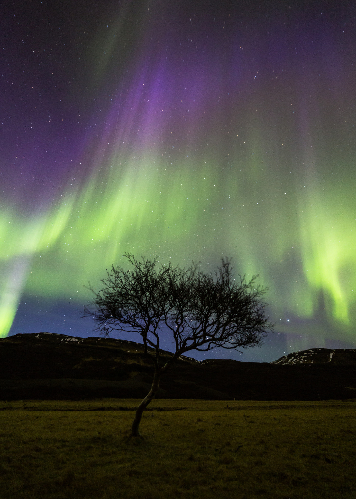 Canon EOS 6D + Canon EF 35-80mm f/4-5.6 sample photo. Tree and lady aurora photography
