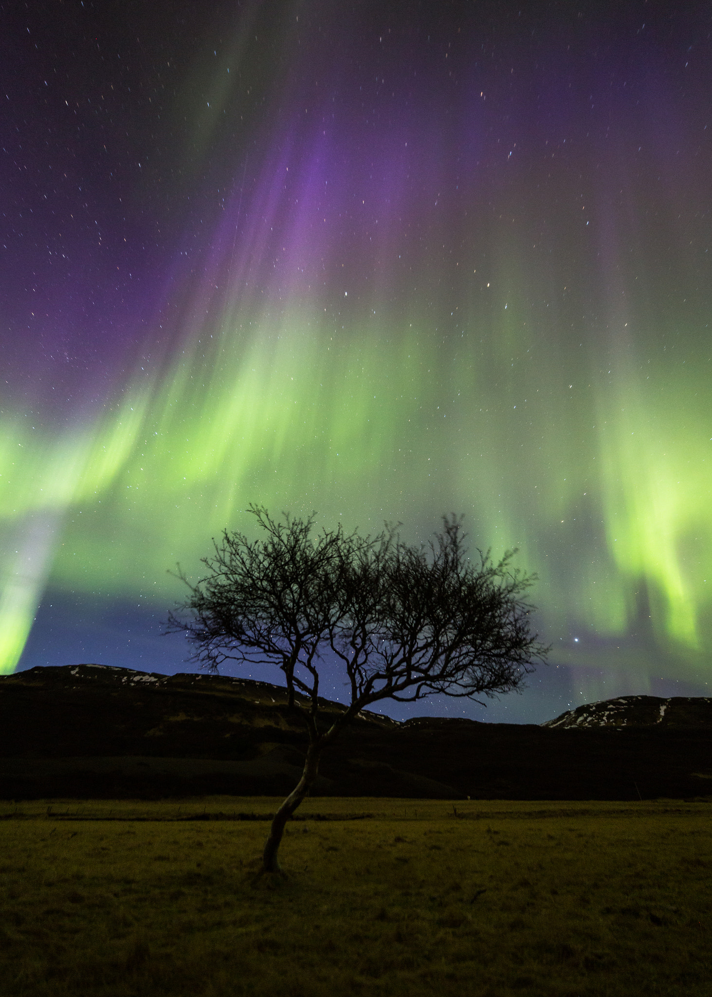 Canon EF 35-80mm f/4-5.6 sample photo. Tree and lady aurora photography
