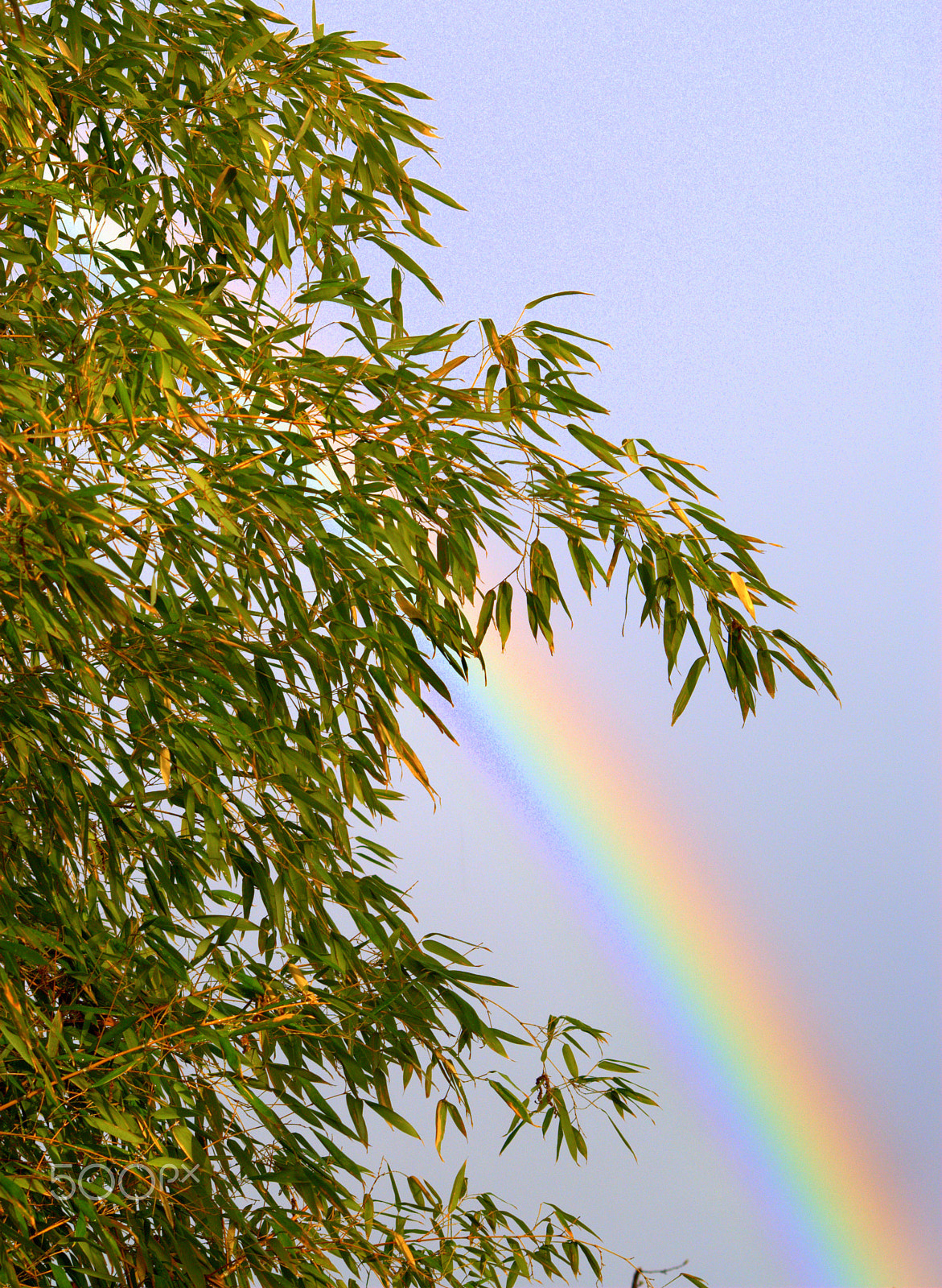 Sigma 70-300mm F4-5.6 APO DG Macro sample photo. Bamboo rainbow photography