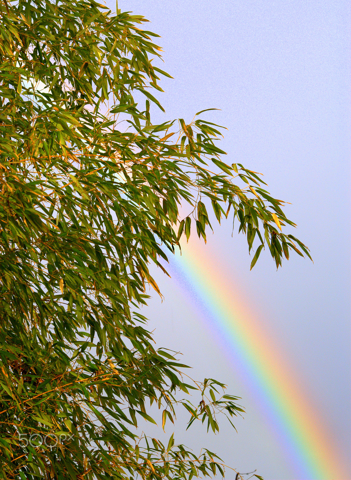 Nikon D3000 + Sigma 70-300mm F4-5.6 APO DG Macro sample photo. Bamboo rainbow photography