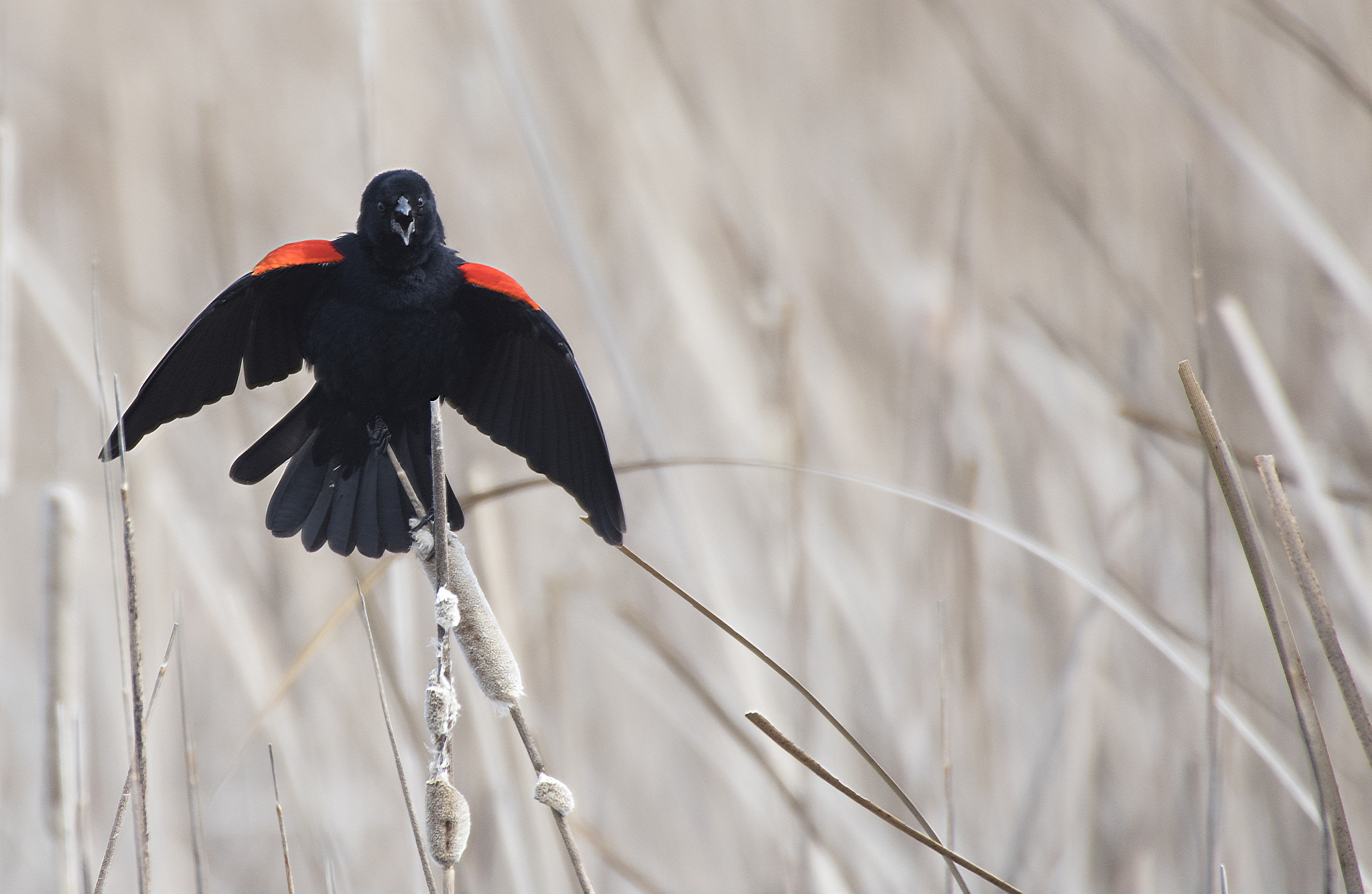 Pentax K-3 II + Sigma 50-500mm F4.5-6.3 DG OS HSM sample photo. Hey you! photography