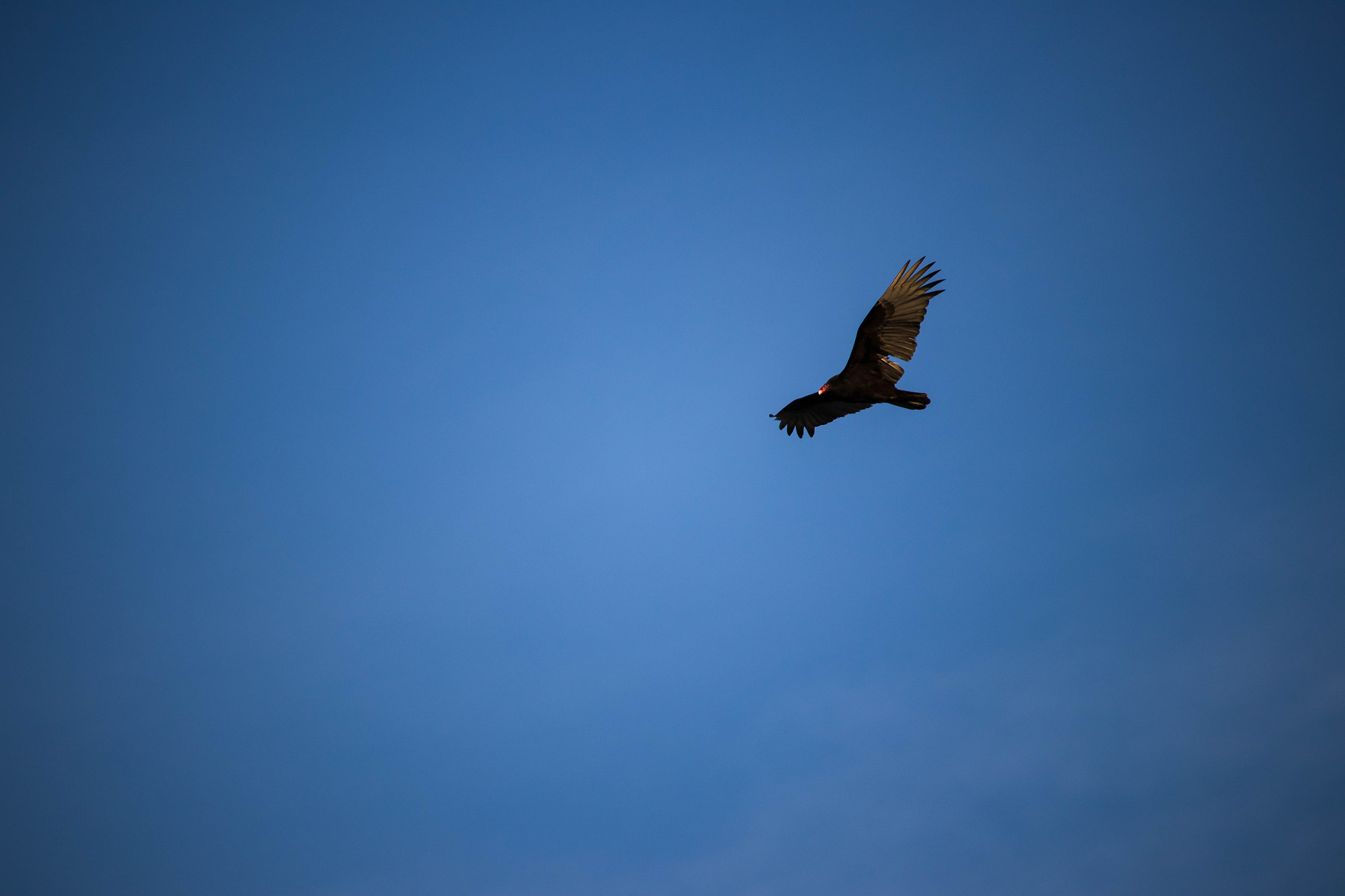 Canon EOS 80D sample photo. Flying high #birds photography