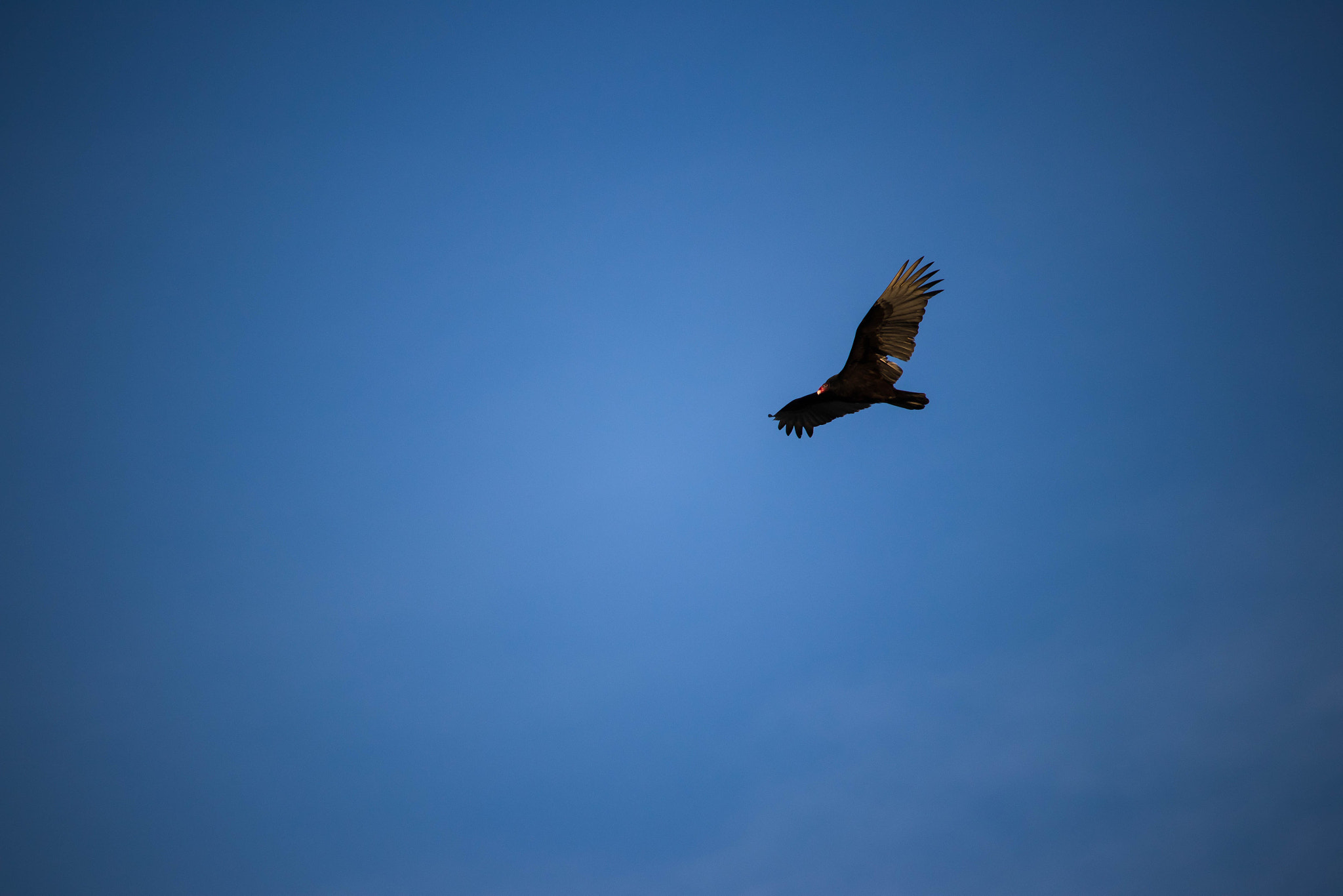 Canon EF-S 55-250mm F4-5.6 IS STM sample photo. Flying high #birds photography