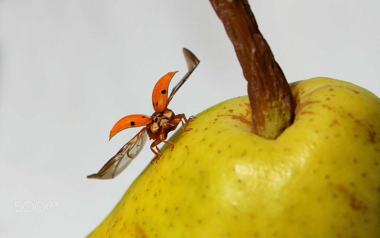 Canon EOS 760D (EOS Rebel T6s / EOS 8000D) sample photo. Ready for lift-off photography