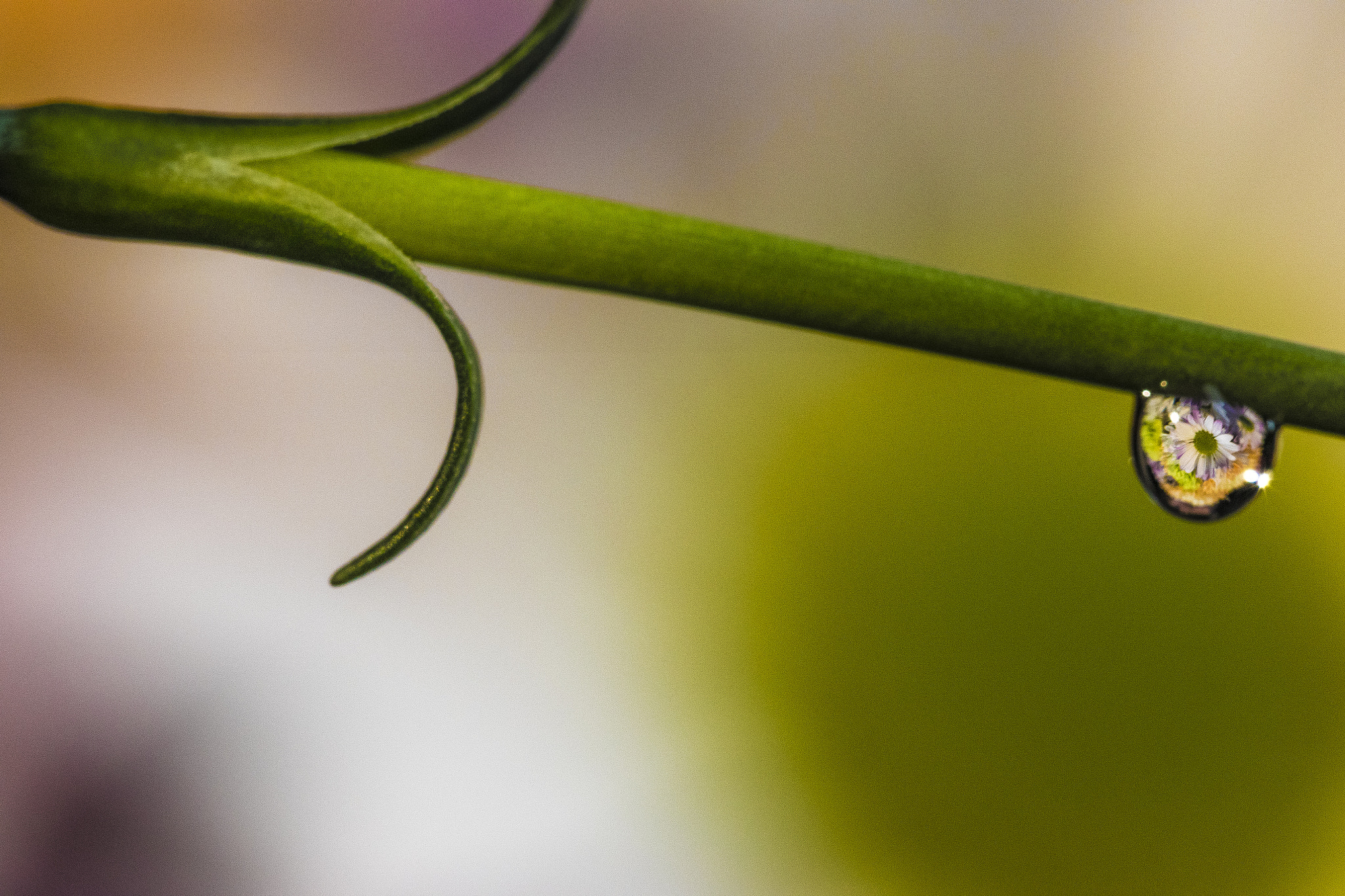 Canon EF 100mm F2.8L Macro IS USM sample photo. Reflections in droplets 3 photography