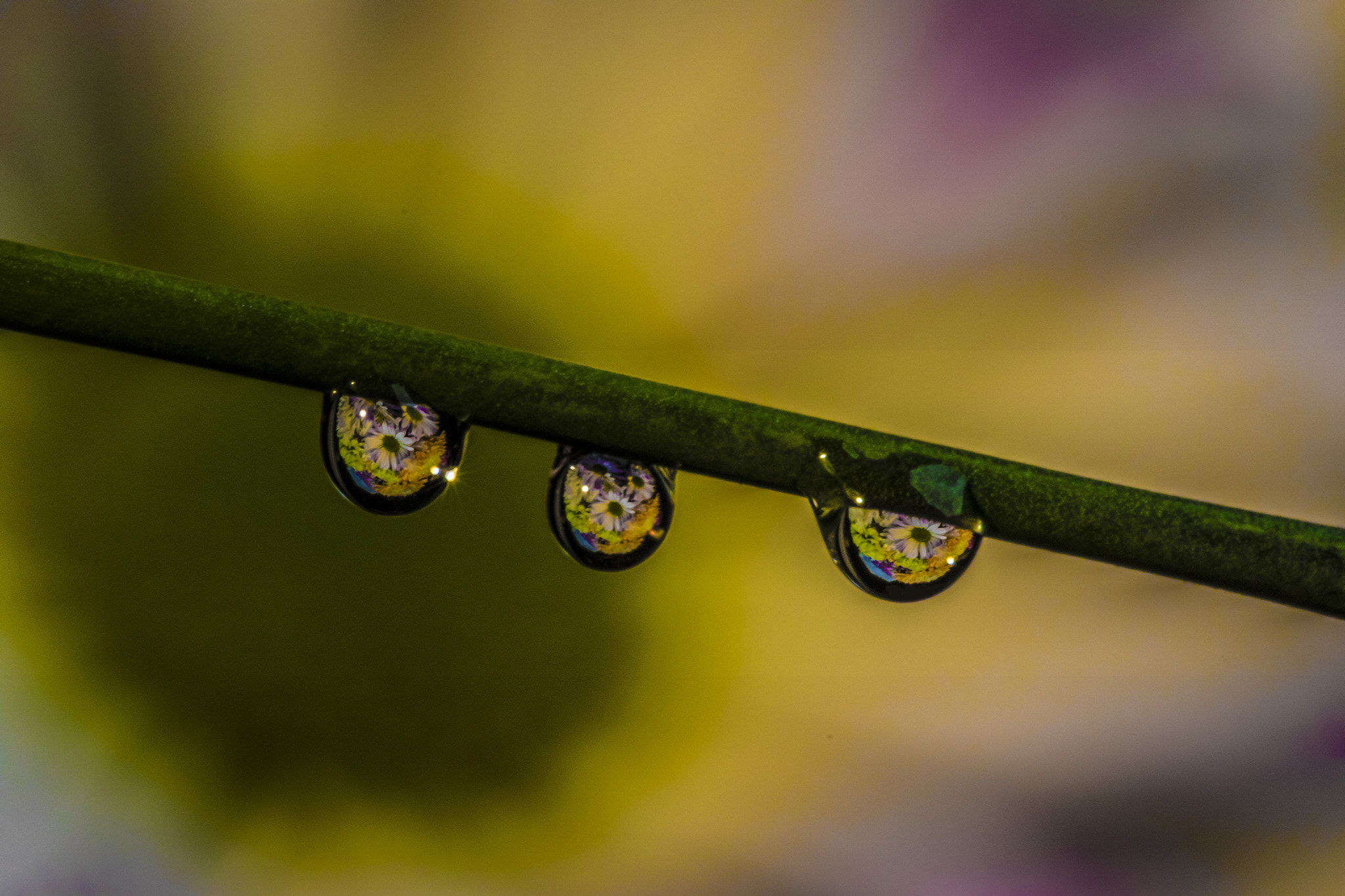 Canon EOS 7D Mark II sample photo. Reflections in droplets 4 photography
