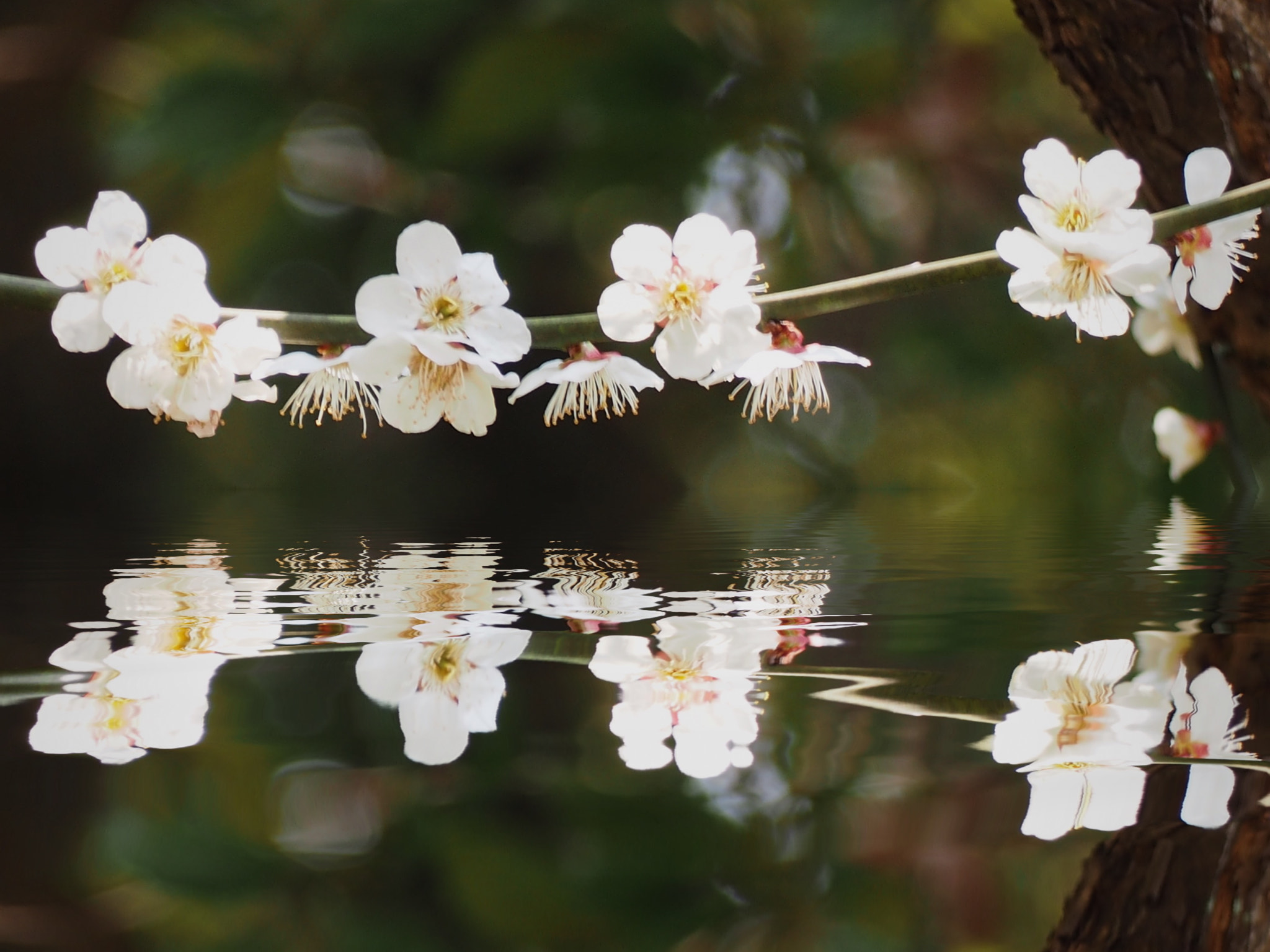 Olympus OM-D E-M1 sample photo. Spring blossoms photography