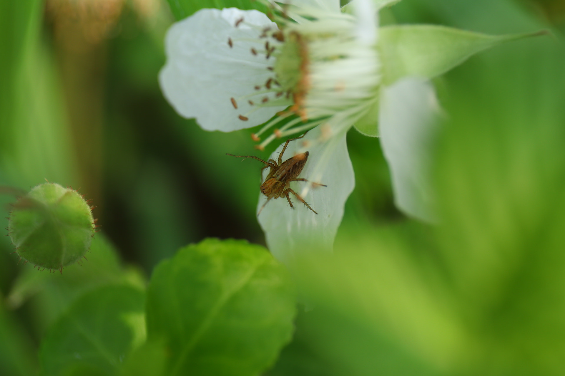 Canon EF 24-70mm F4L IS USM sample photo