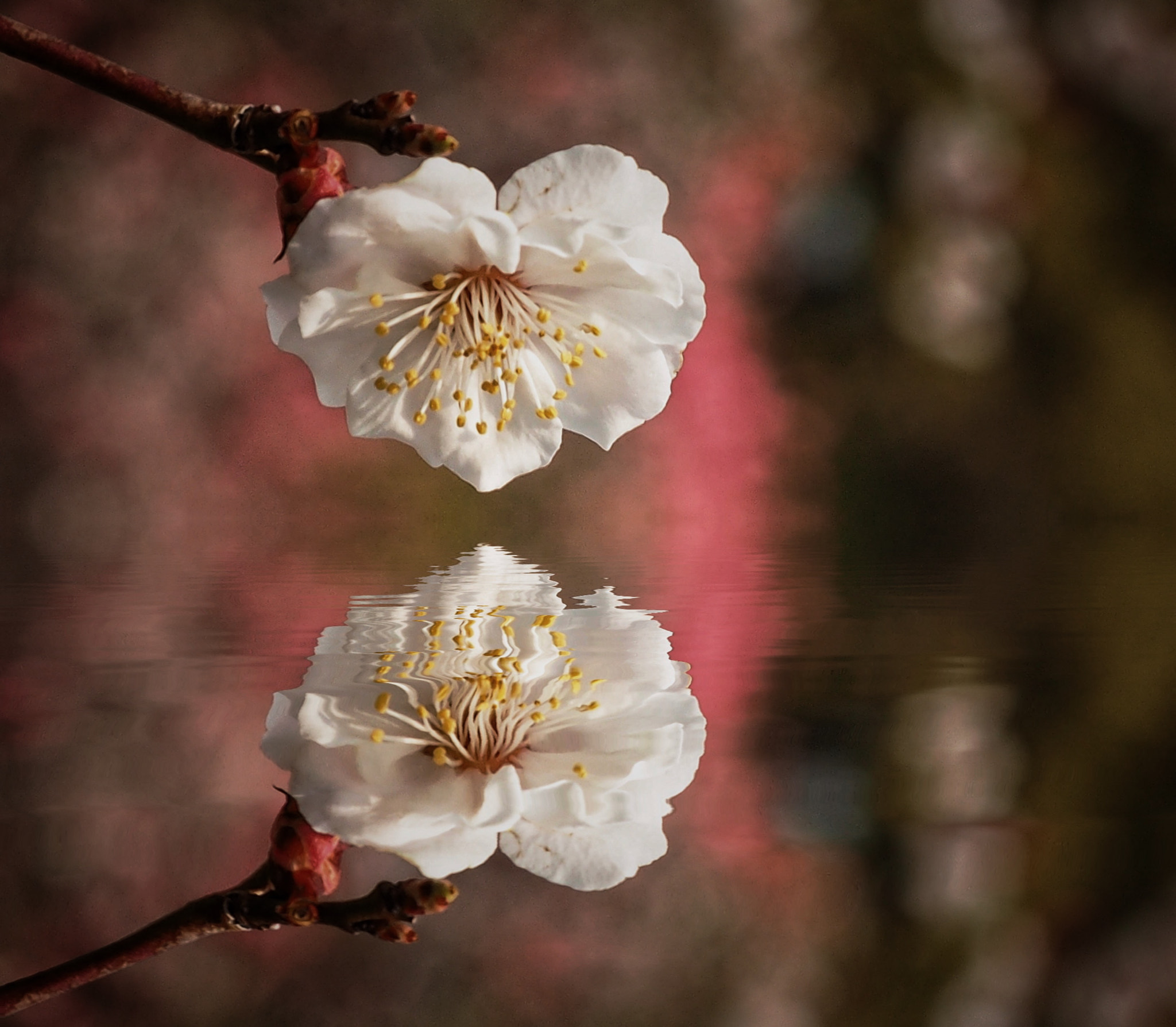 Olympus OM-D E-M1 sample photo. Spring blossom up close photography