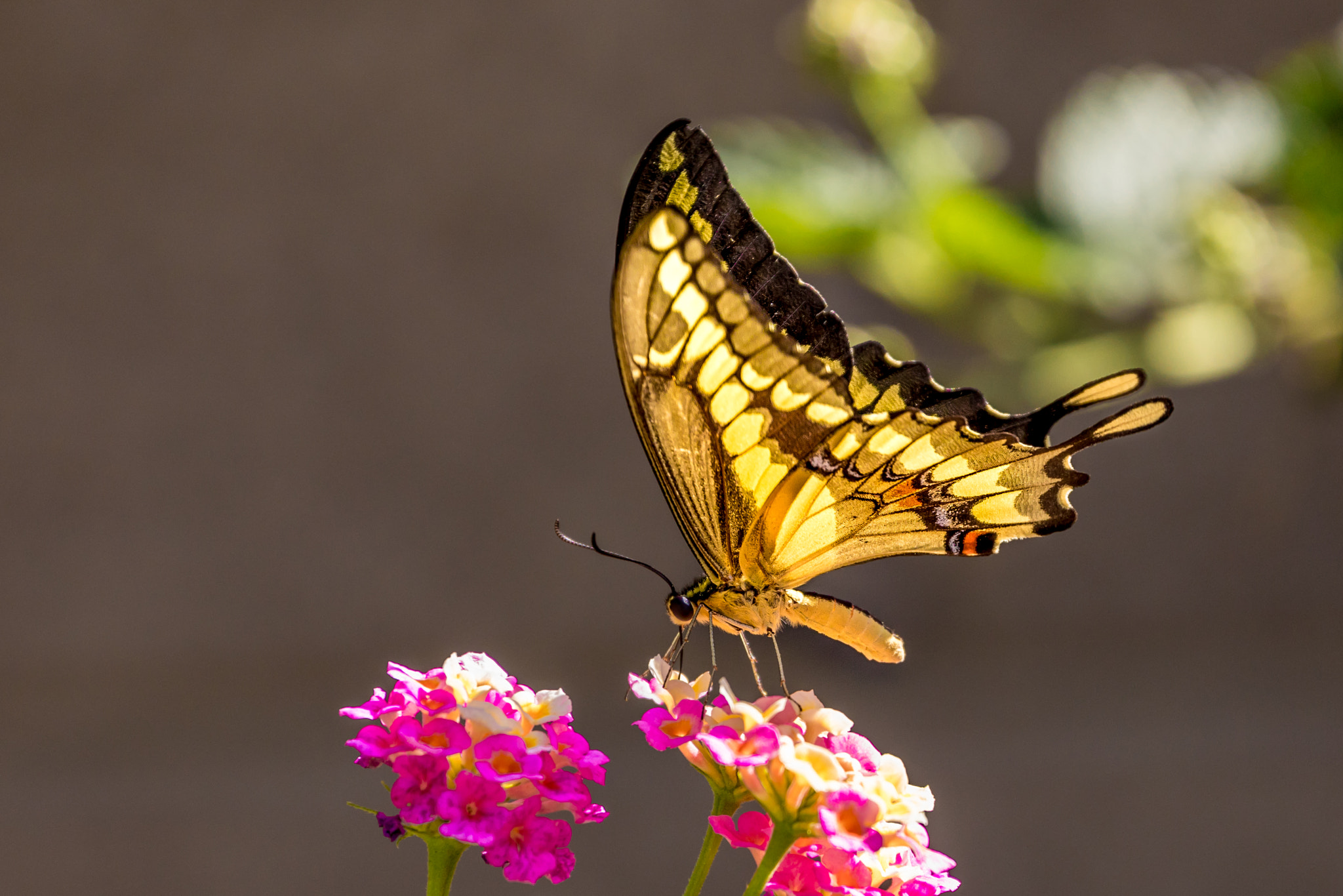 Canon EF 70-300mm F4-5.6L IS USM sample photo. Stepping gently... photography