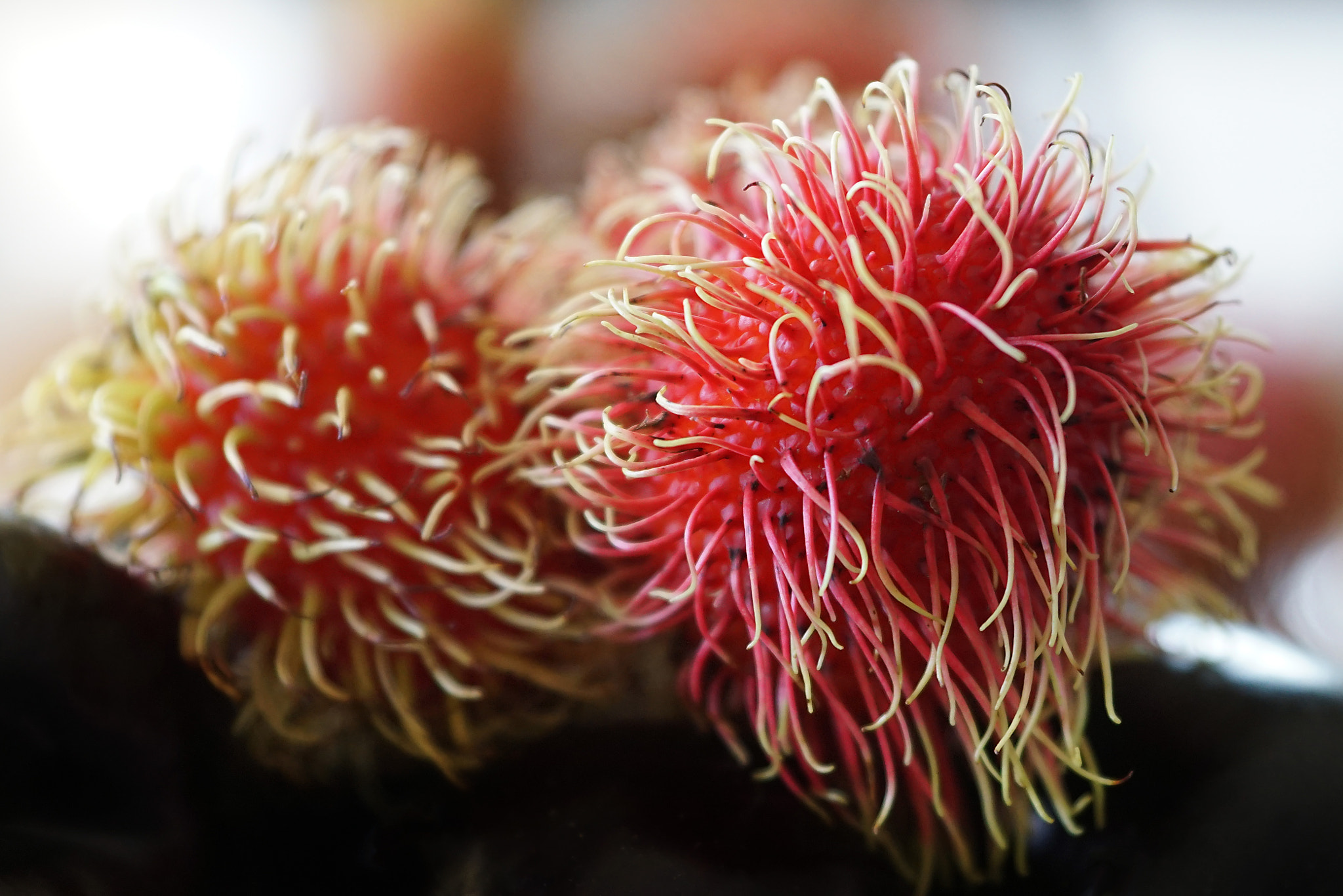 Sony ILCA-77M2 sample photo. Lychee photography