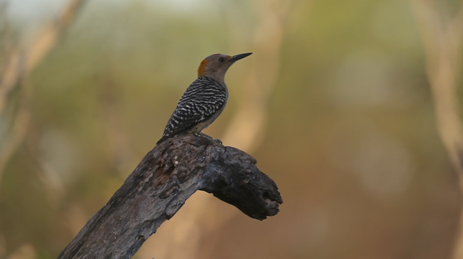 Canon EF 500mm F4L IS USM sample photo. Woodpecker photography