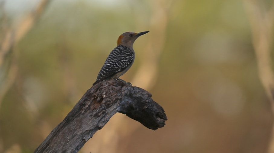 Canon EOS-1D X + Canon EF 500mm F4L IS USM sample photo. Woodpecker photography
