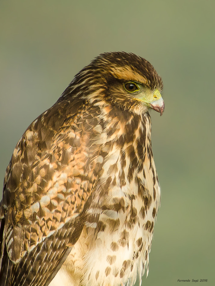 Sigma 50-500mm F4.5-6.3 DG OS HSM sample photo. Harris's hawk photography