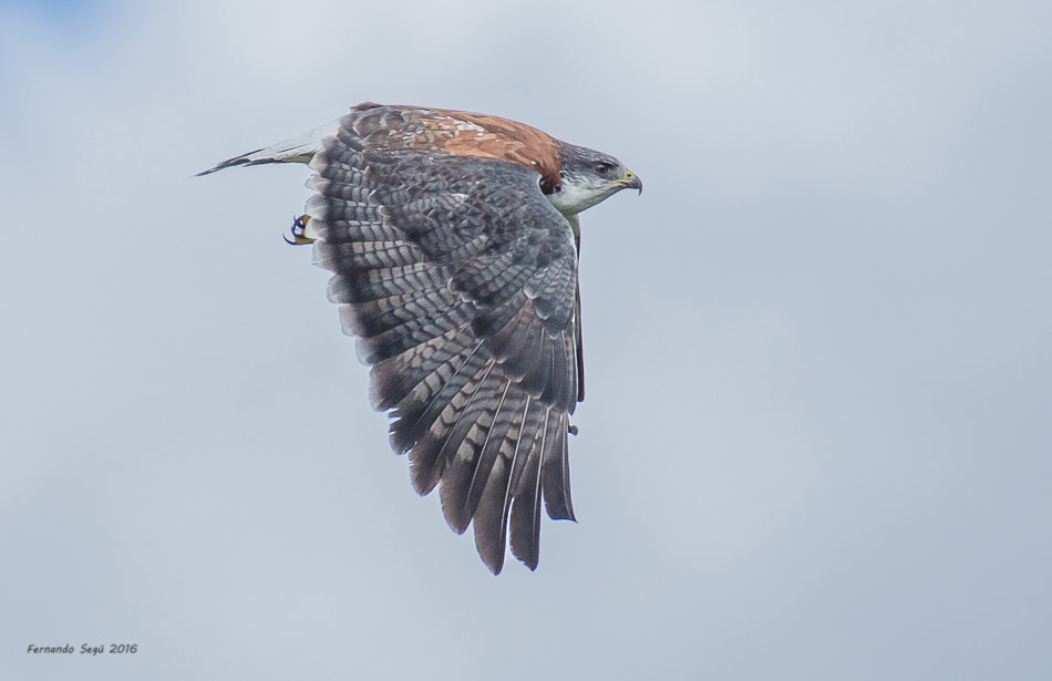 Nikon D7000 + Sigma 50-500mm F4.5-6.3 DG OS HSM sample photo. Variable hawk photography