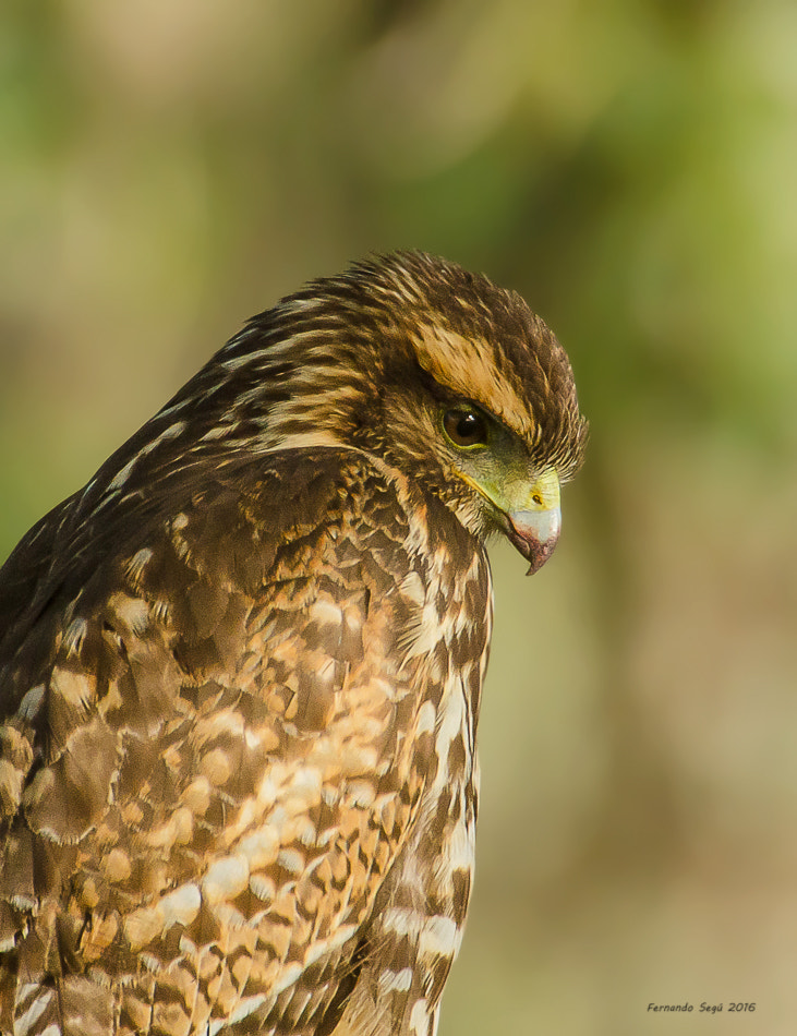 Sigma 50-500mm F4.5-6.3 DG OS HSM sample photo. Harris's hawk photography