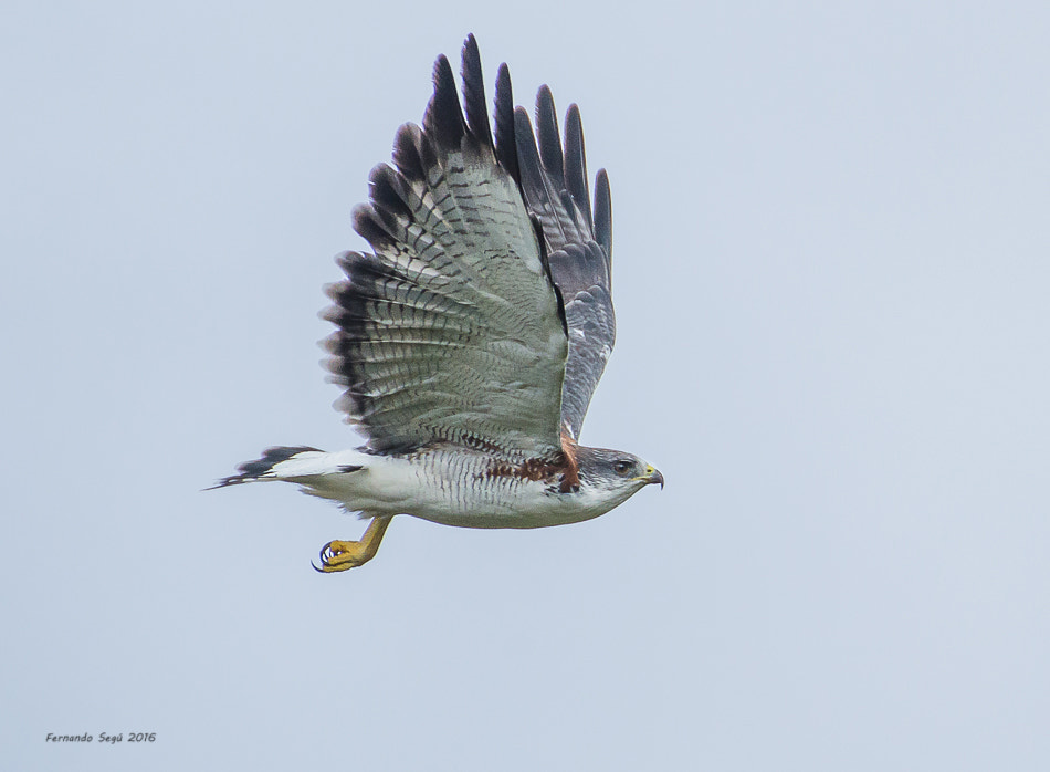 Nikon D7000 + Sigma 50-500mm F4.5-6.3 DG OS HSM sample photo. Variable hawk photography