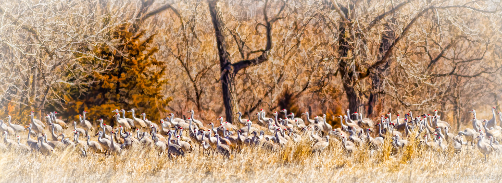 Canon EOS 7D sample photo. Sandhill cranes in a field photography