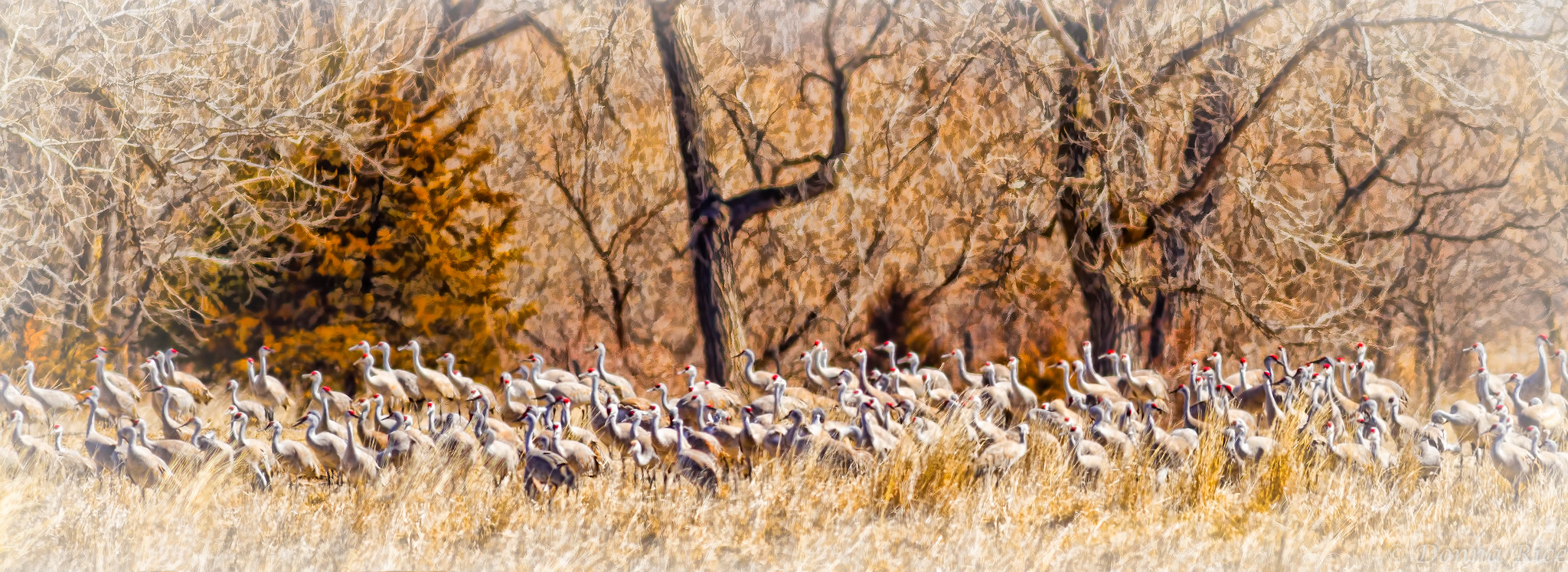 Canon EOS 7D + Canon EF 400mm F5.6L USM sample photo. Sandhill cranes in a field photography