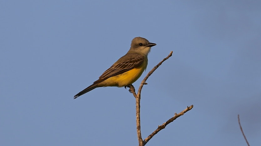 Canon EF 500mm F4L IS USM sample photo. Tropical kingbird photography
