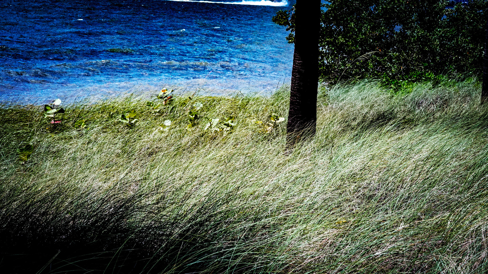 Sony FE 50mm F1.8 sample photo. Grassy ocean view  photography
