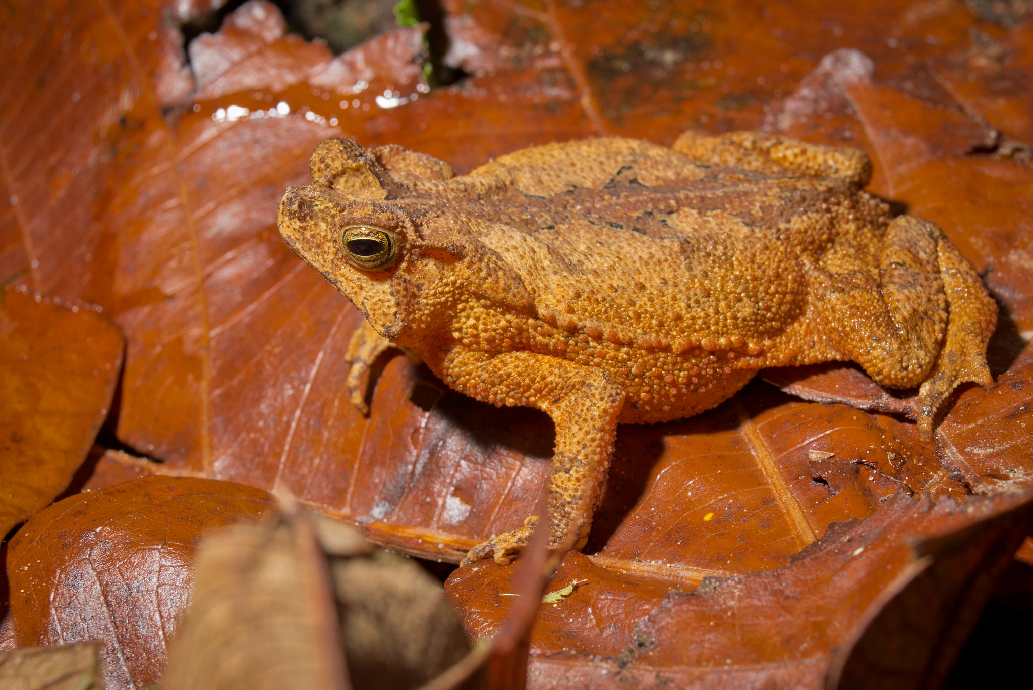 AF Zoom-Nikkor 28-80mm f/3.3-5.6G sample photo. Rhinella margaritifera photography