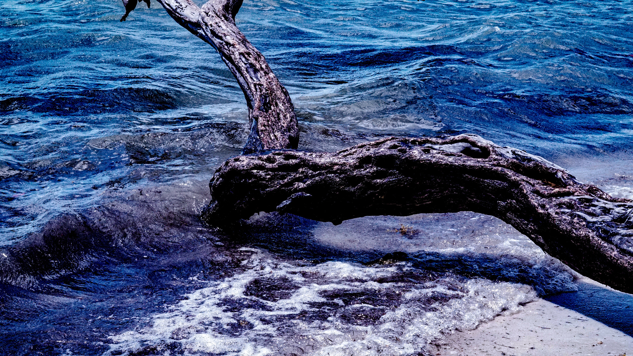 Sony FE 50mm F1.8 sample photo. Log in ocean  photography