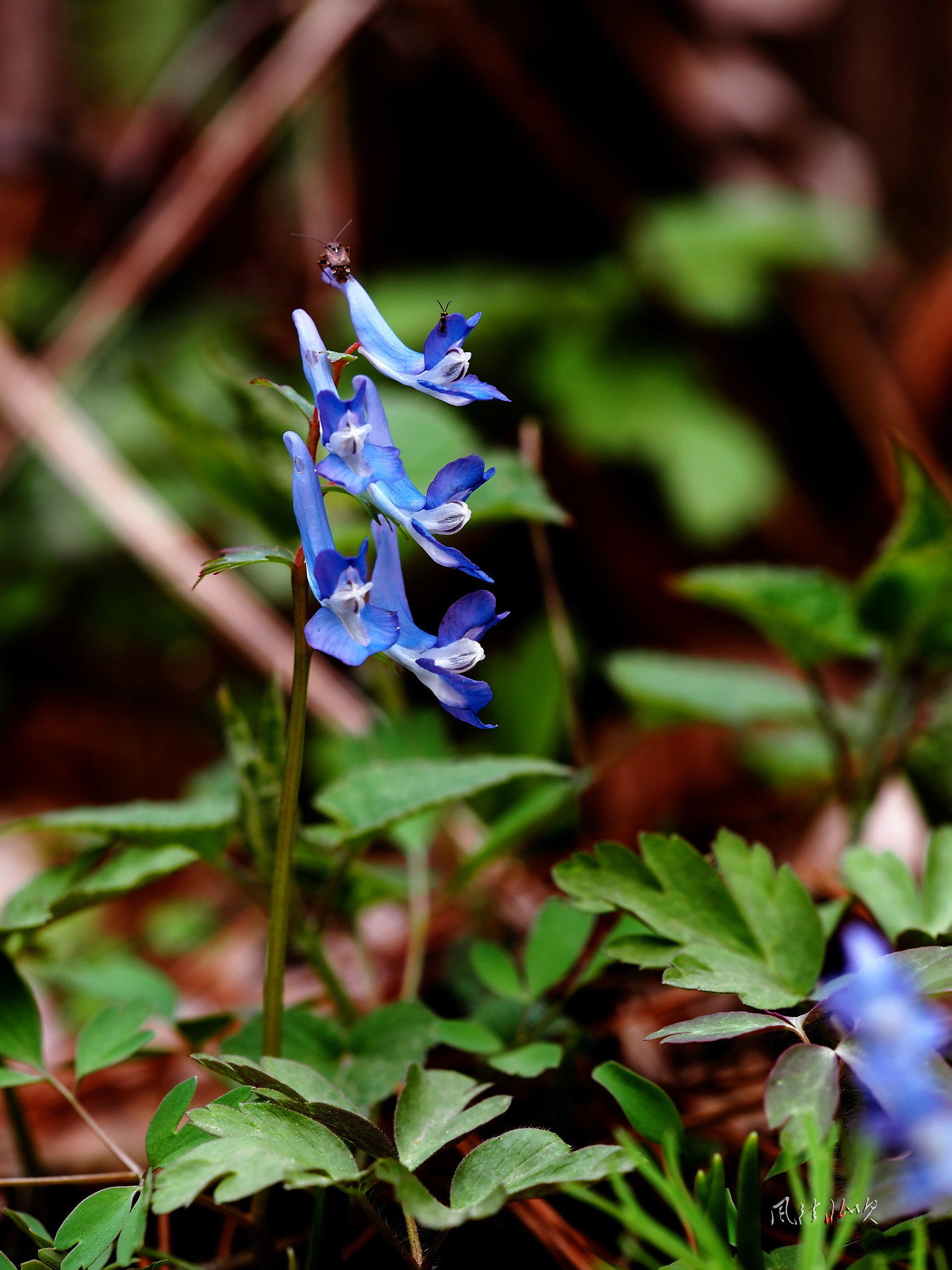 Olympus OM-D E-M5 sample photo. Wild flower photography