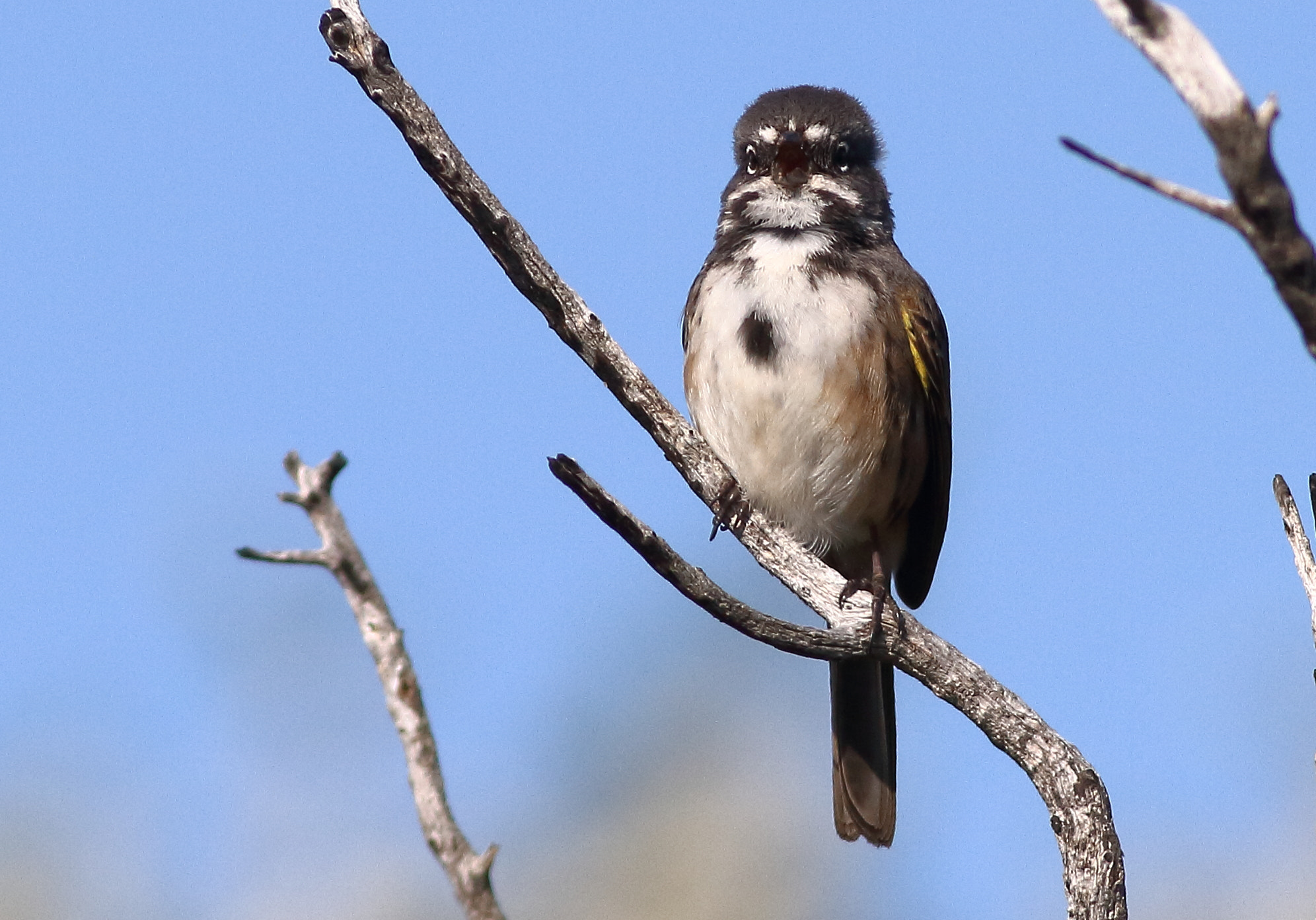 Canon EOS 7D + Canon EF 400mm F5.6L USM sample photo. Bell's sparrow photography