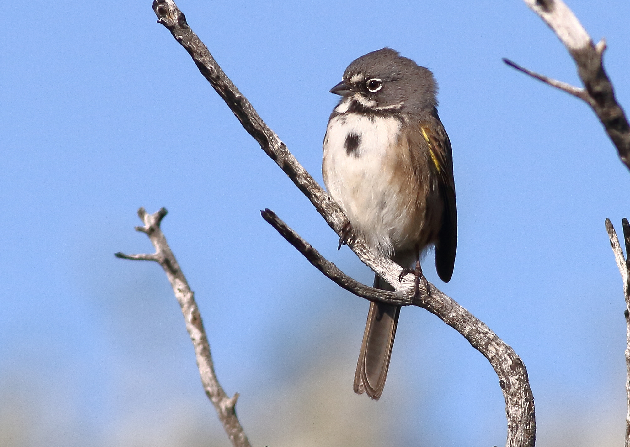 Canon EOS 7D + Canon EF 400mm F5.6L USM sample photo. Bell's sparrow photography