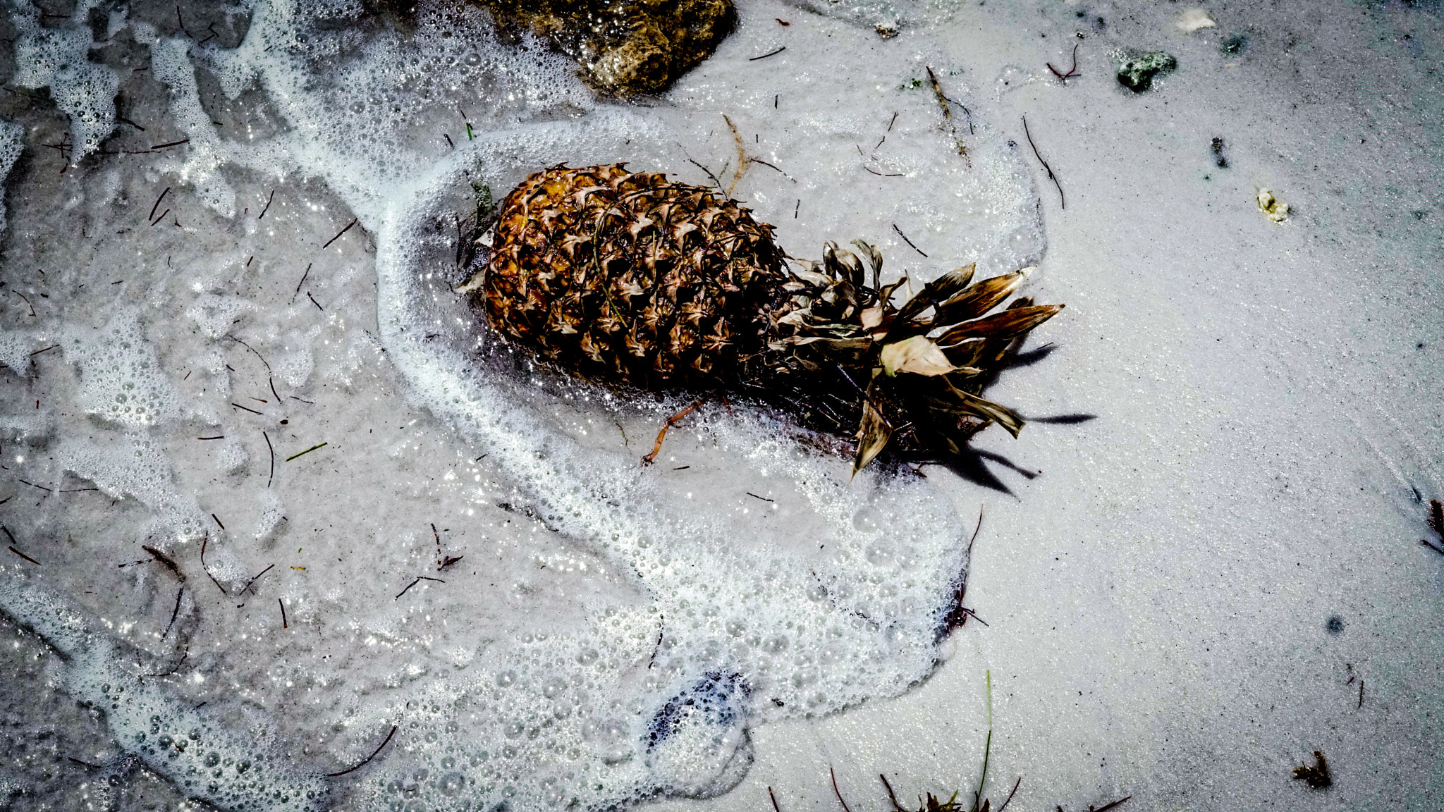 Sony FE 50mm F1.8 sample photo. Pineapple washed up  photography