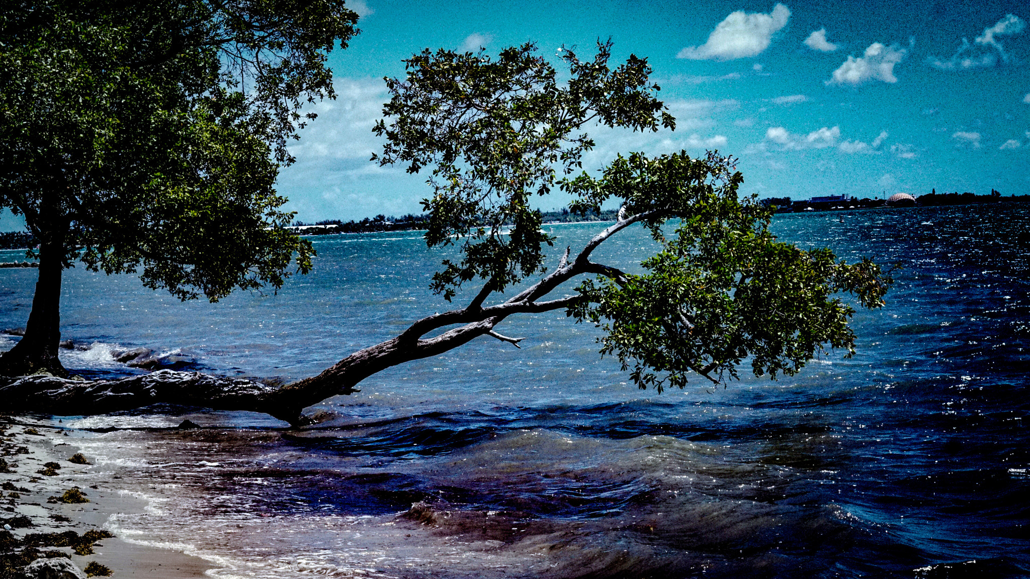 Sony FE 50mm F1.8 sample photo. Leaning tree photography