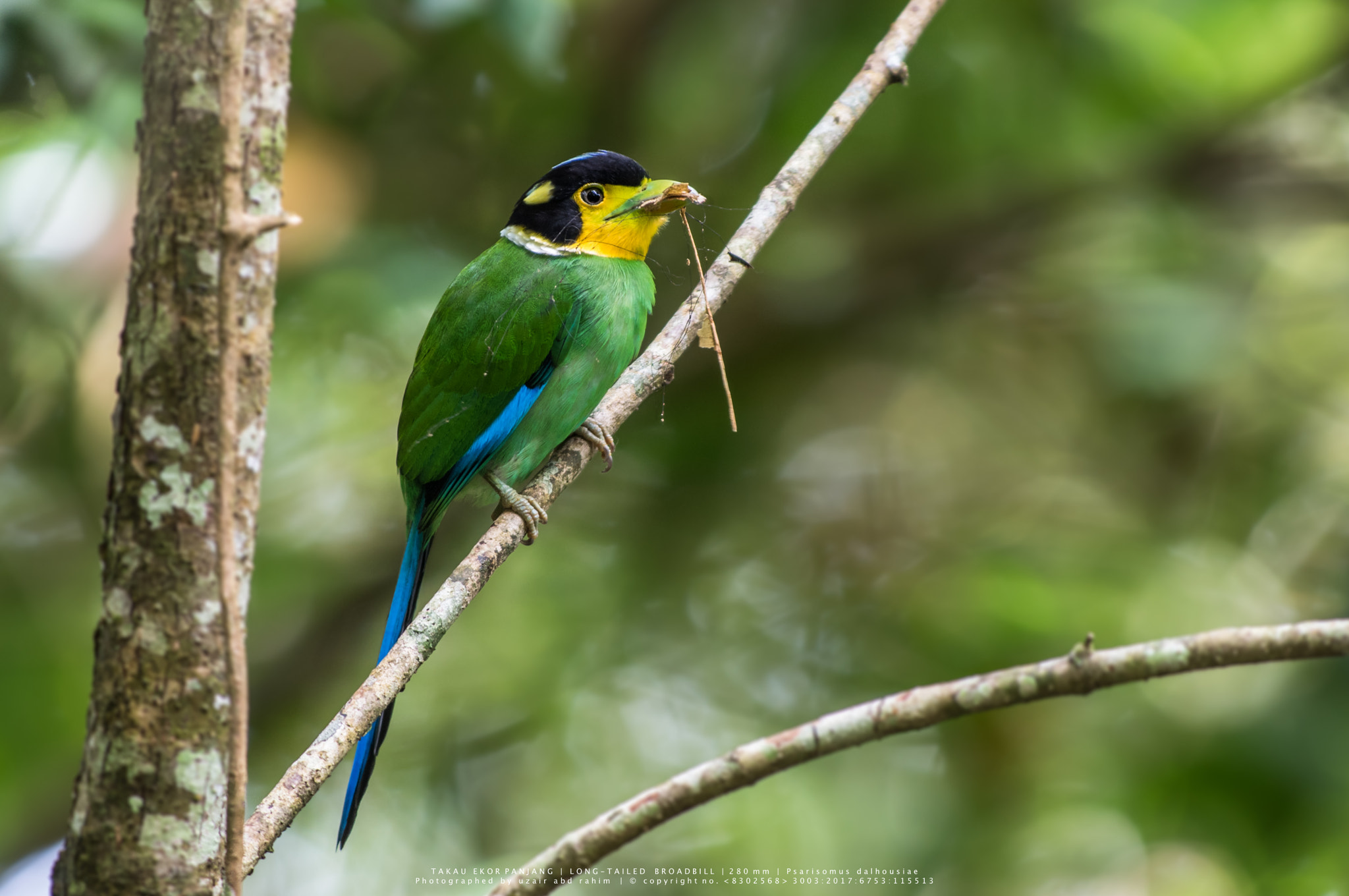 Nikon AF-S Nikkor 300mm F2.8G ED VR II sample photo. Long-tailed broadbill photography