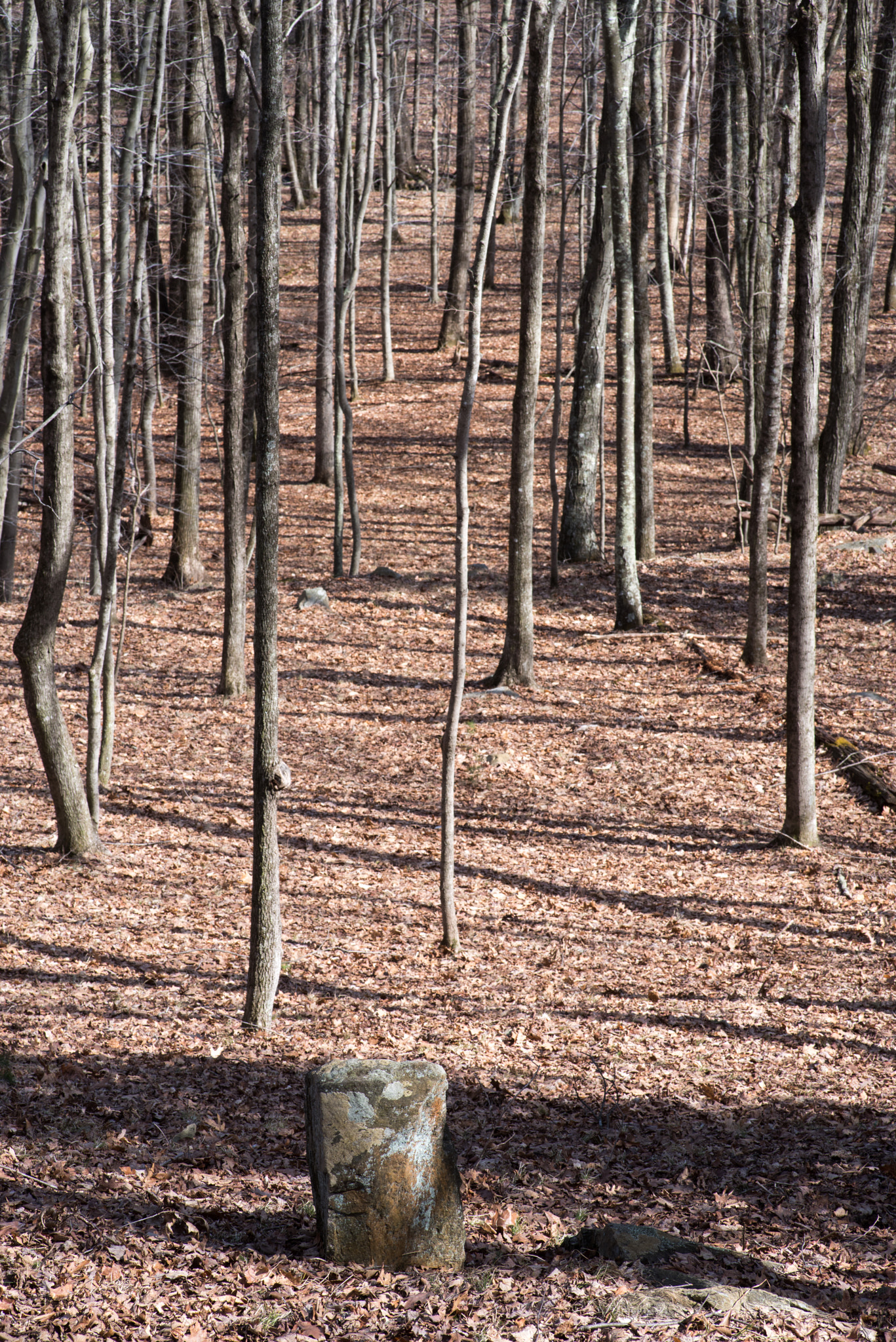 Pentax K-1 sample photo. Stone among trees photography