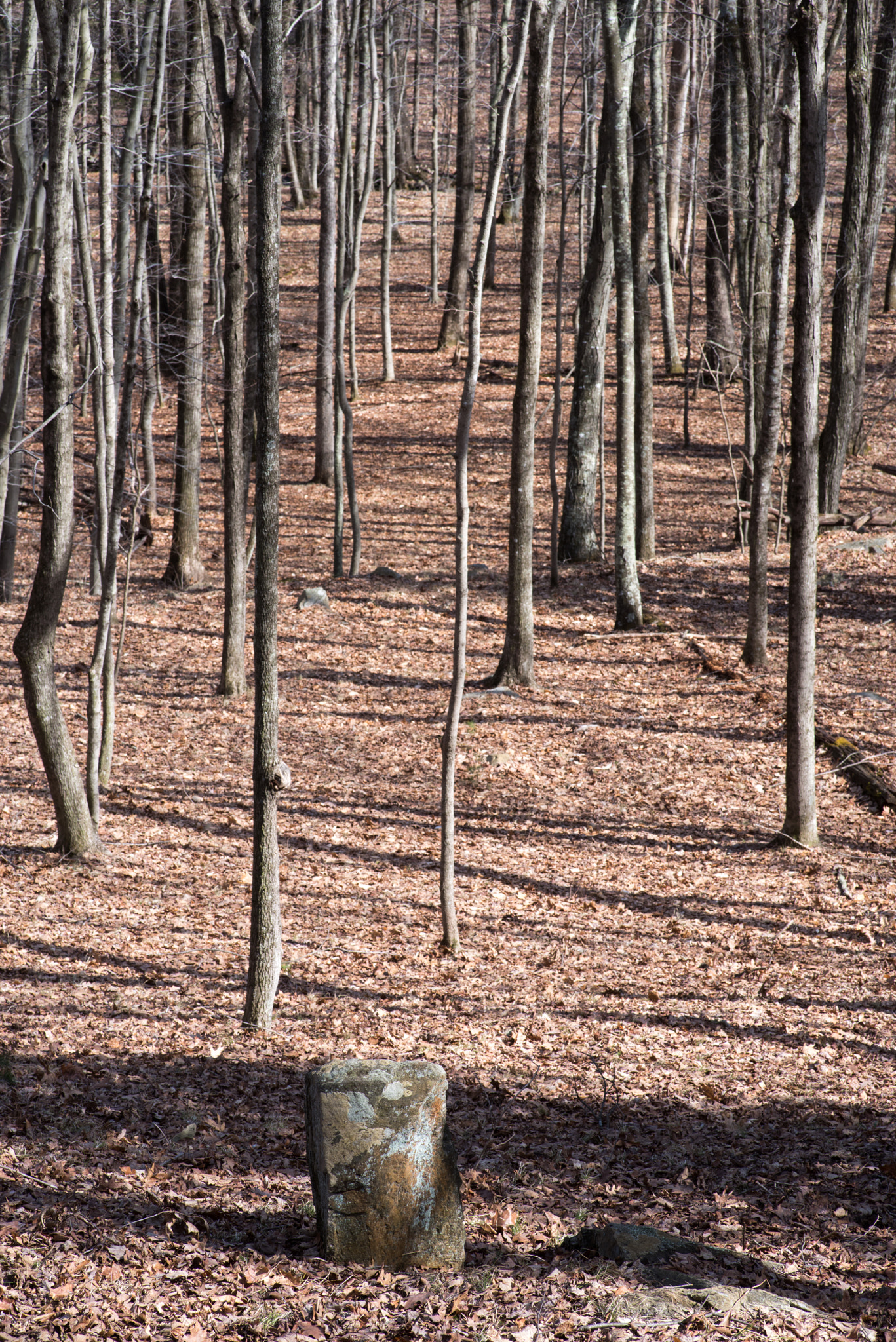 Pentax smc D-FA 100mm F2.8 Macro WR sample photo. Stone among trees photography