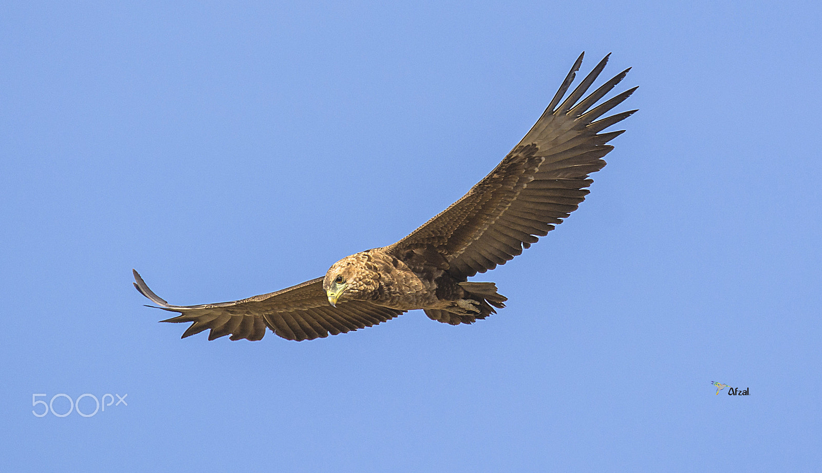 Nikon D7100 sample photo. Freedom !!! photography