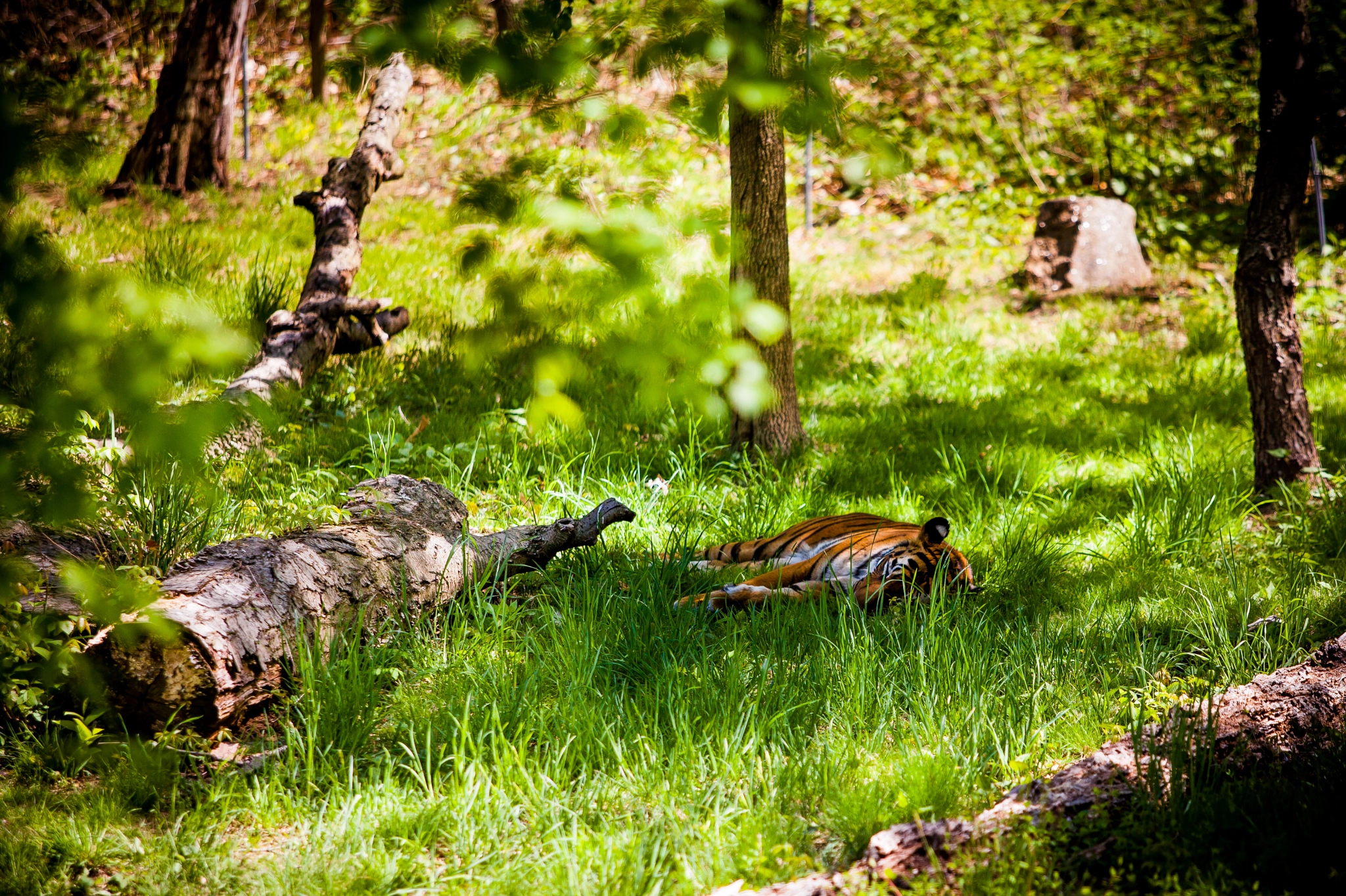 Canon EF 70-200mm F2.8L USM sample photo. Tiger photography