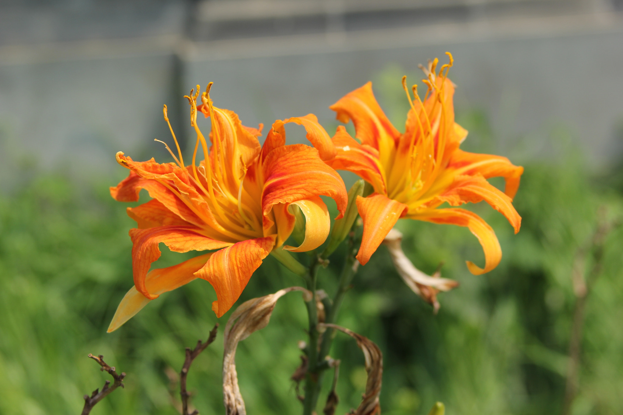 Canon EF 28-135mm F3.5-5.6 IS USM sample photo. Img photography