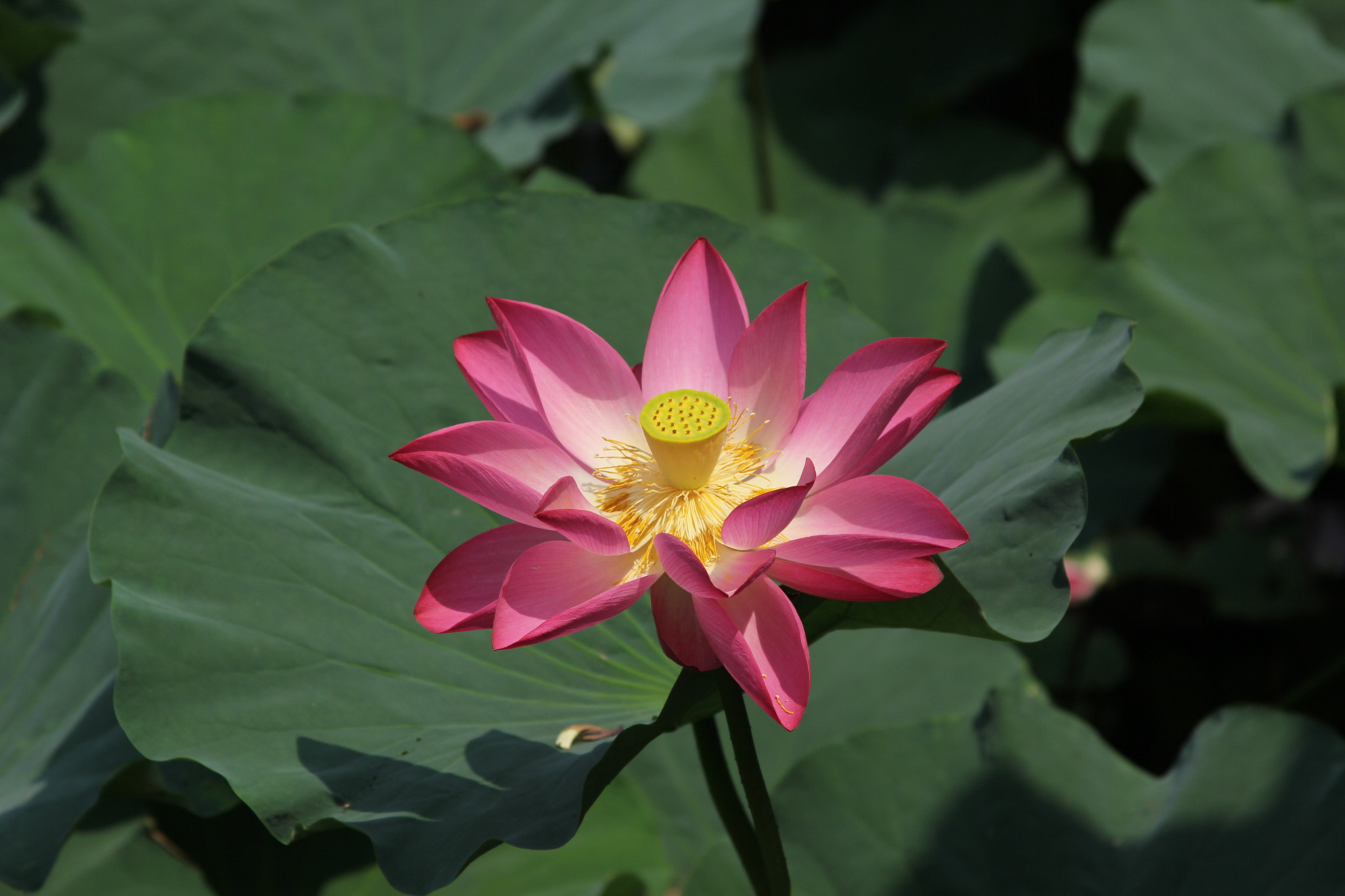 Canon EF 28-135mm F3.5-5.6 IS USM sample photo. Img photography