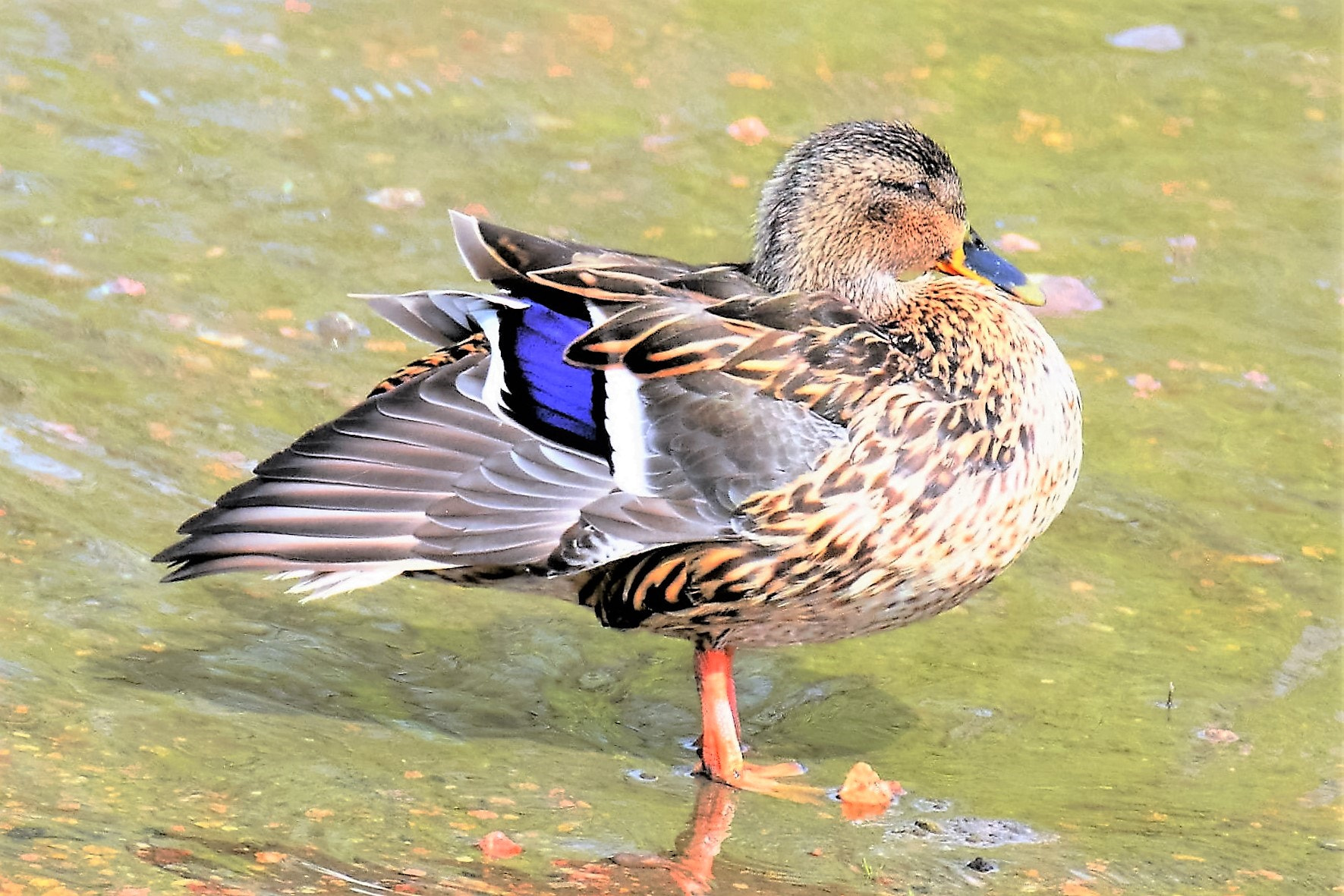 Nikon D3300 sample photo. Ms duck, with the glow *;) photography